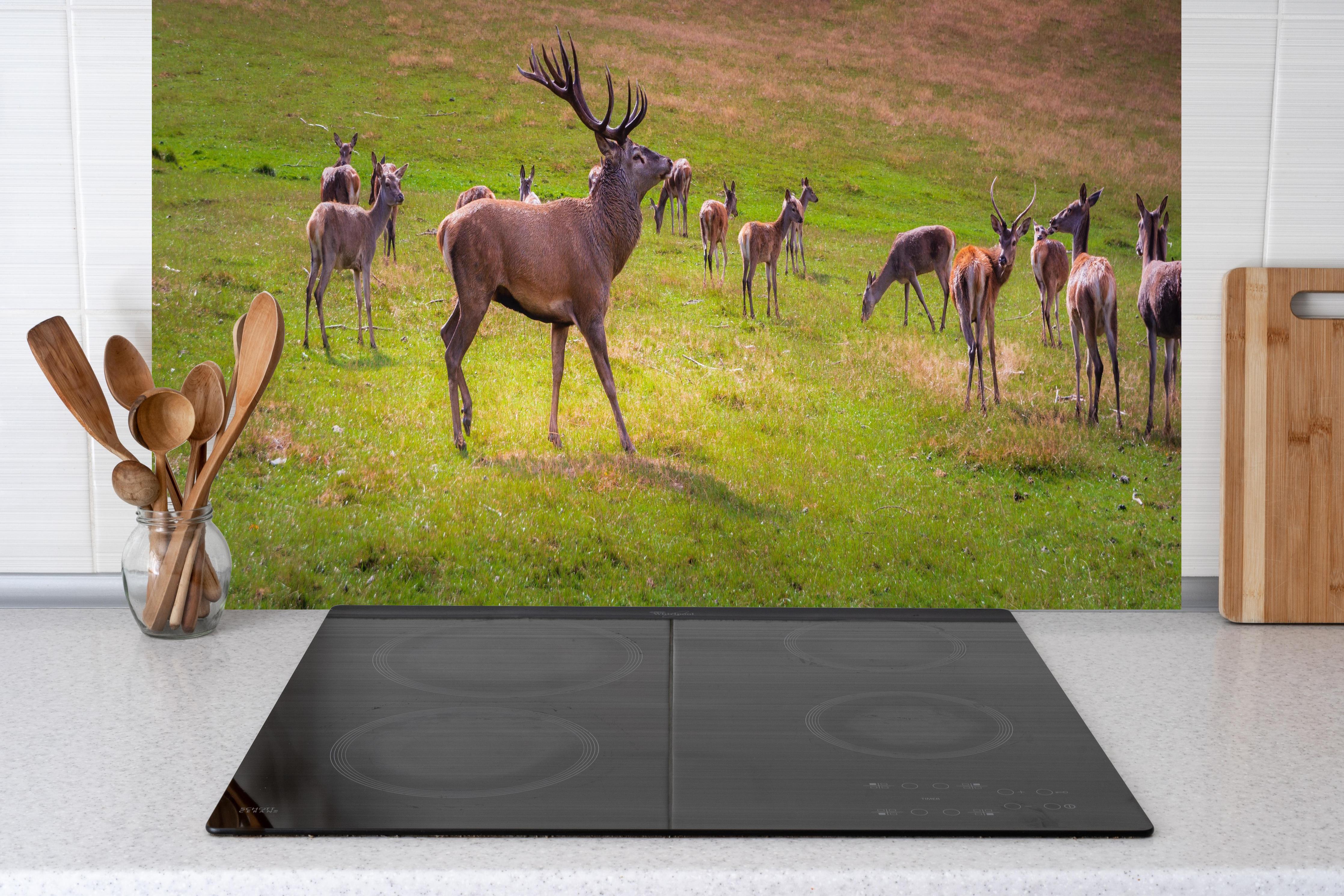 Küche - Hirschrudel auf grüner Wiese hinter Cerankochfeld und Holz-Kochutensilien