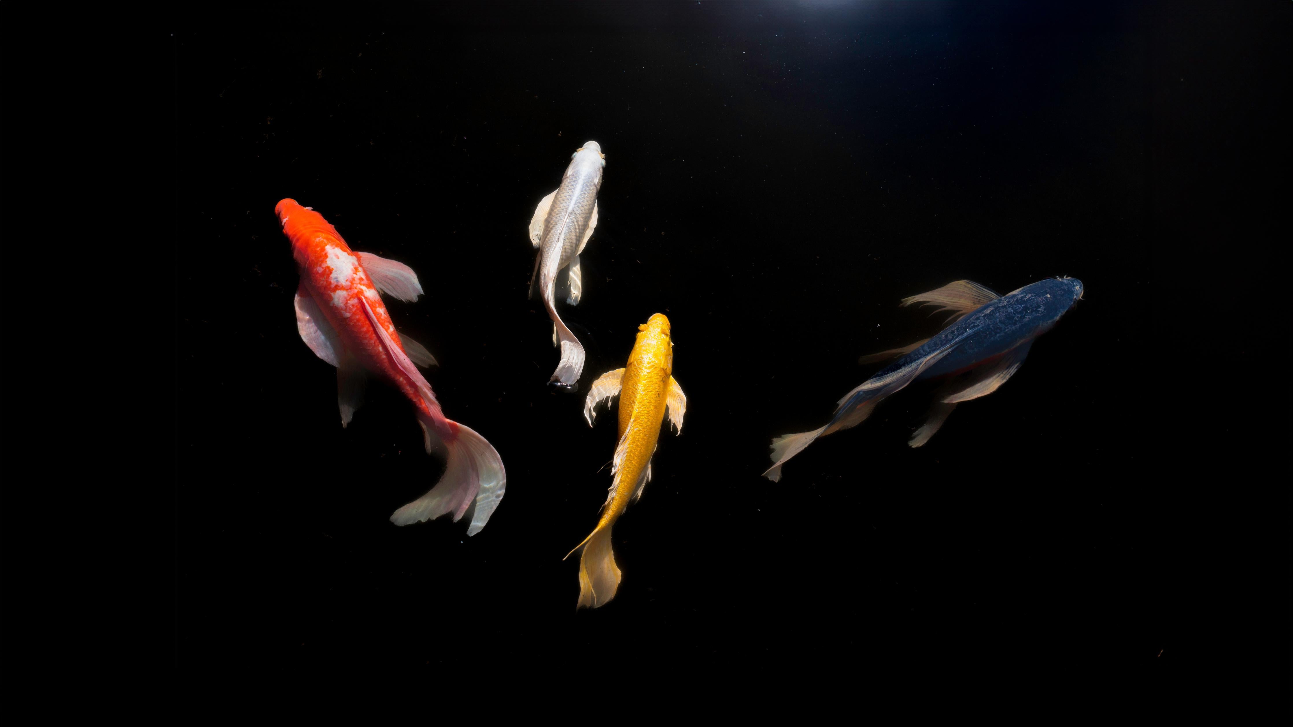 Küchenrückwand-Koi-Karpfen Schwarz Rot Gelb