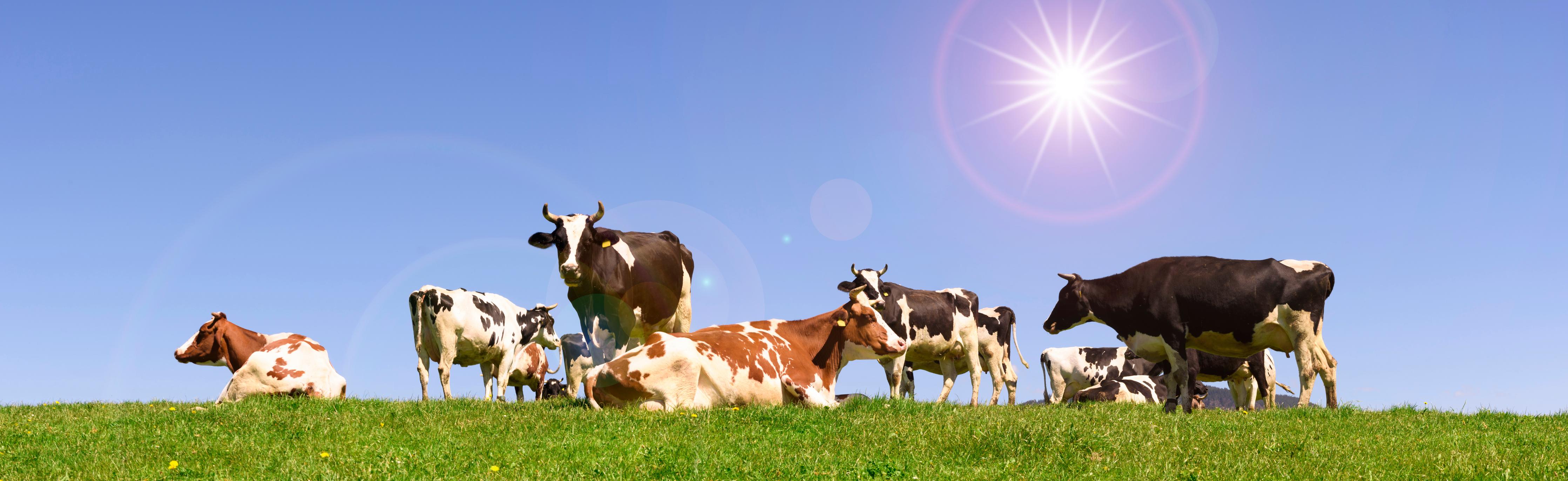 Küchenrückwand-Kuhherde auf grüner Wiese