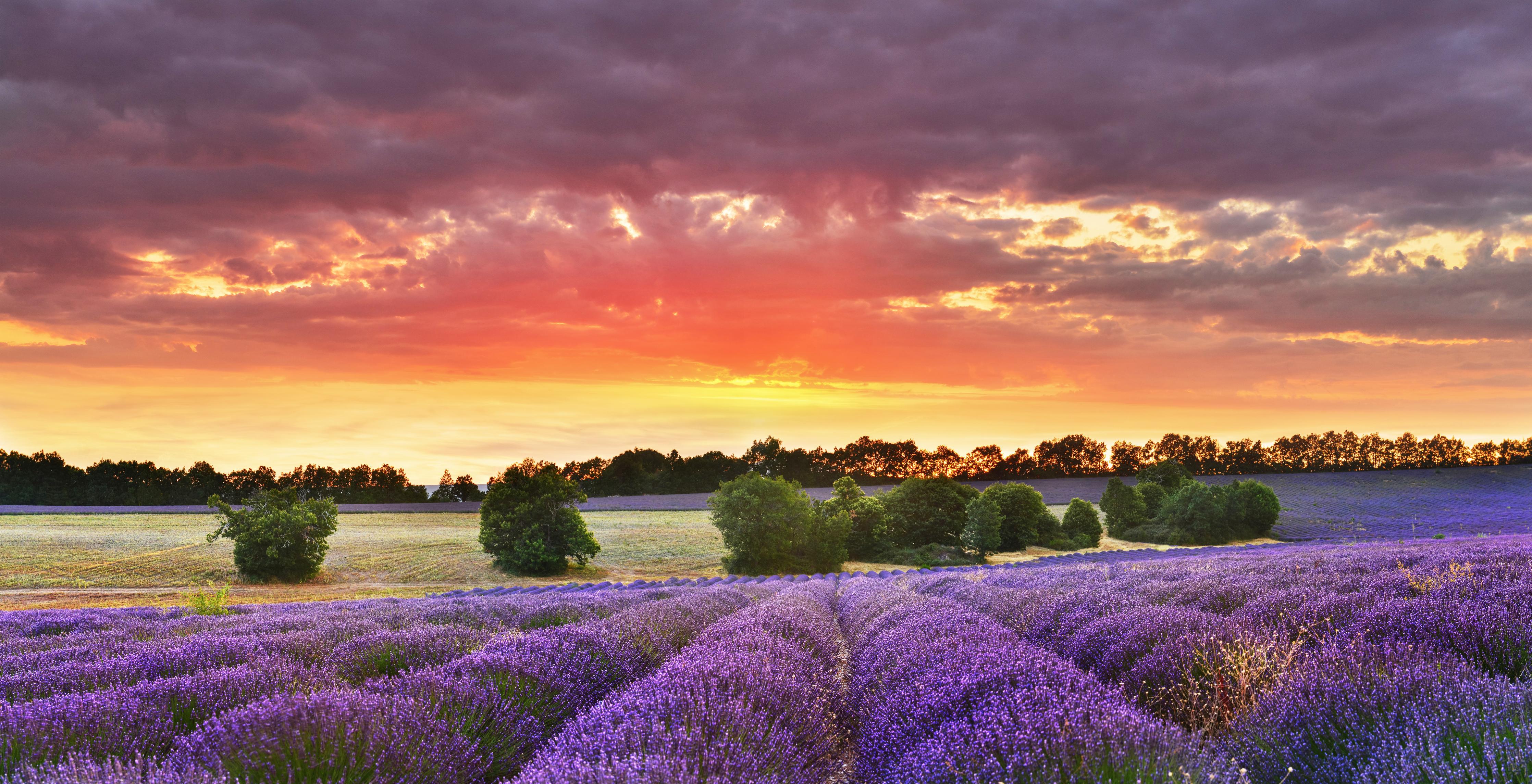 Küchenrückwand-Lavendelfeld bei Sonnenuntergang