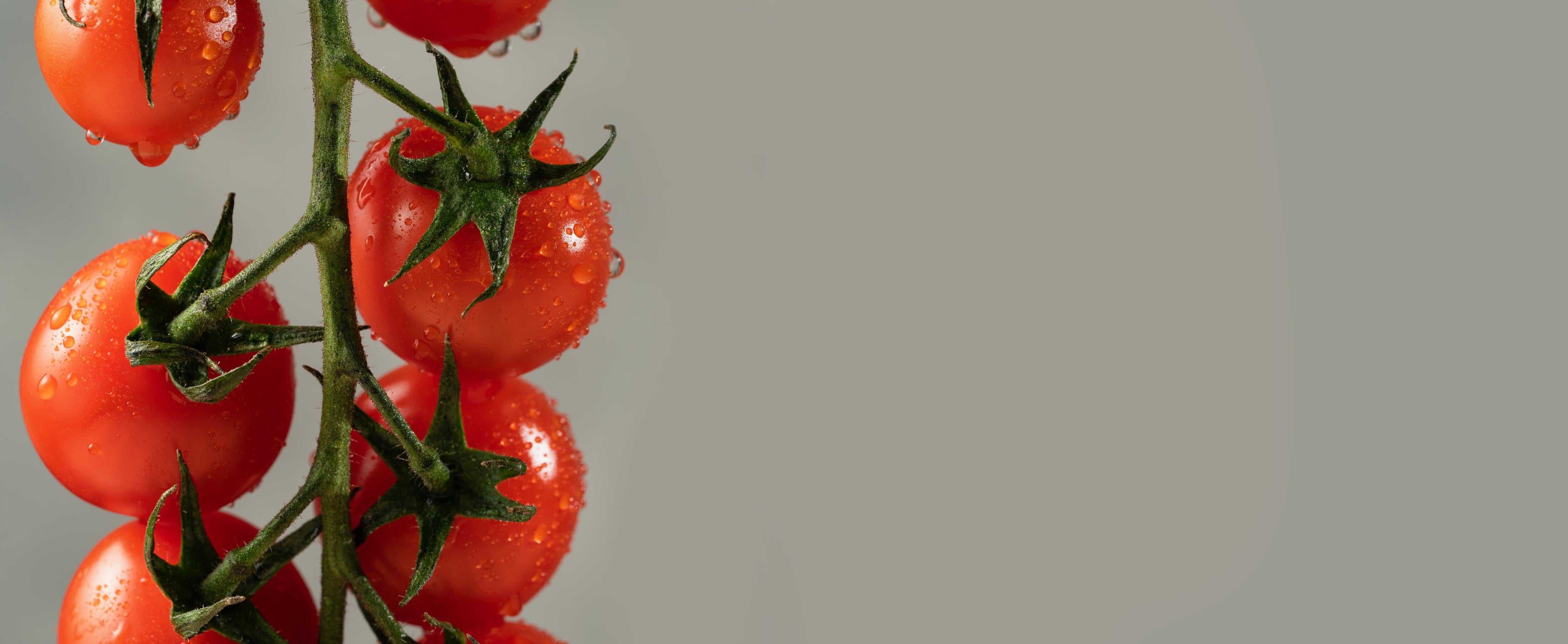 Küchenrückwand-Rote Tomaten auf Grau