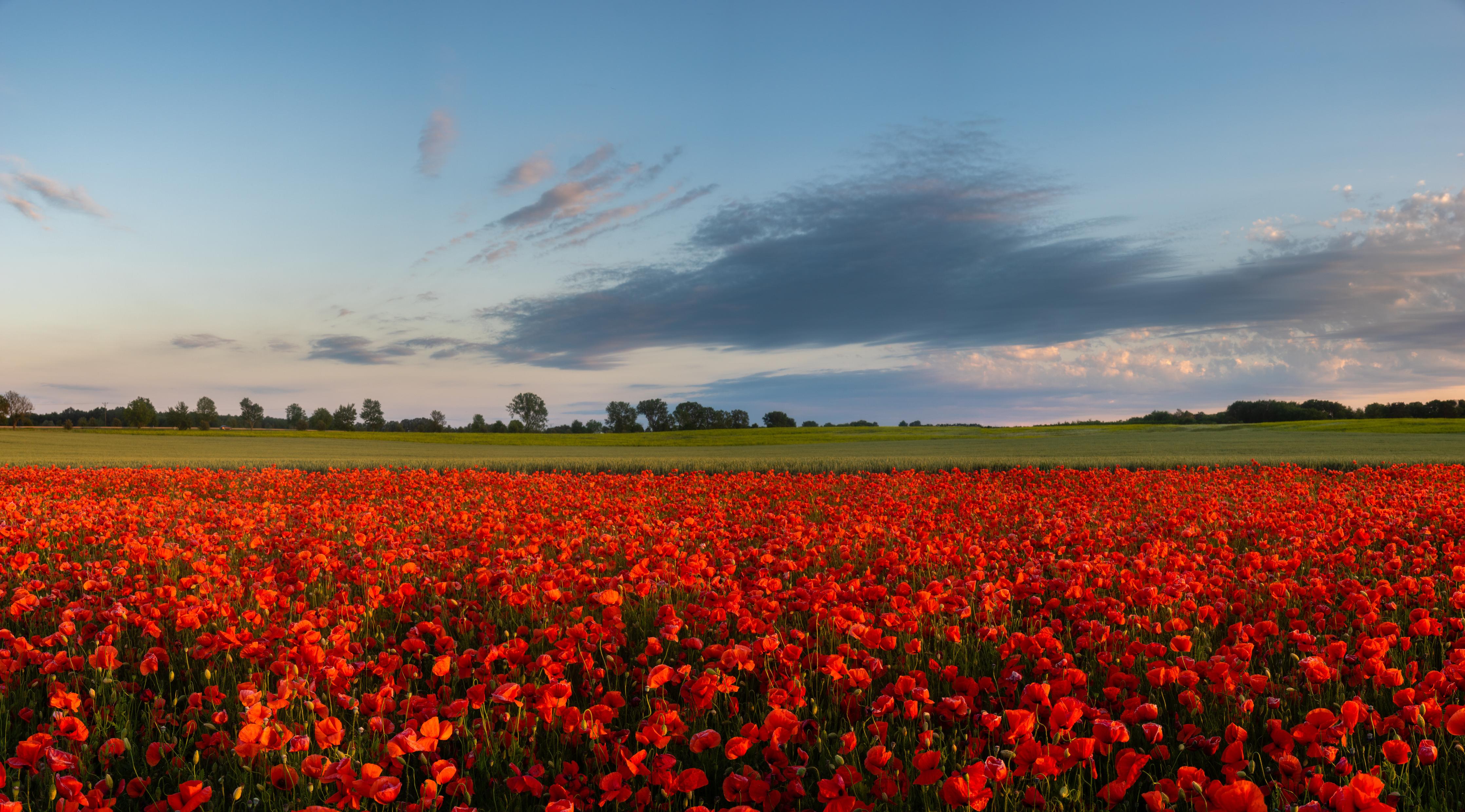 Küchenrückwand-Rotes Mohnfeld unter blauem Himmel