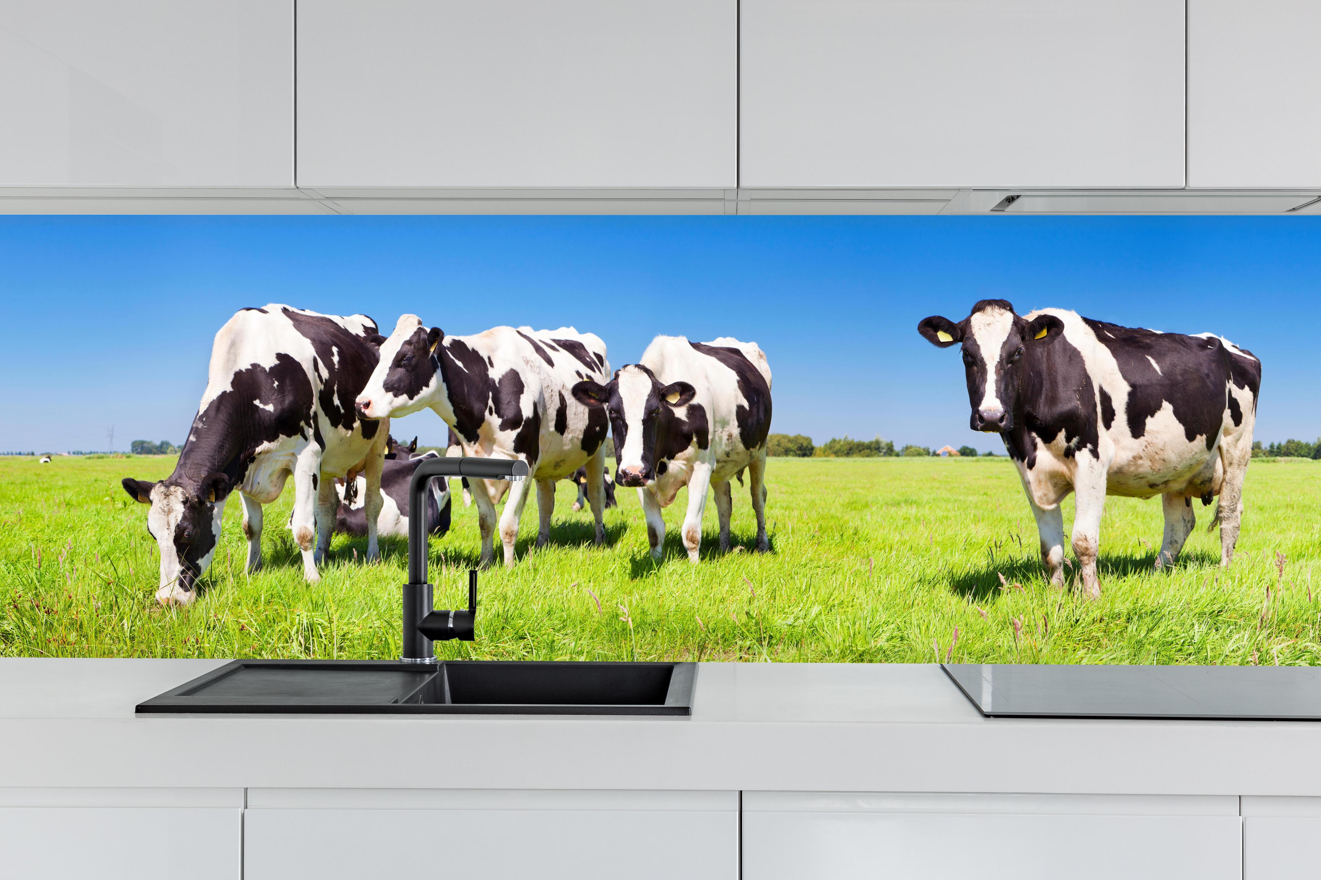 Küche - Schwarz-Weiß-Kühe auf grüner Weide hinter weißen Hochglanz-Küchenregalen und schwarzem Wasserhahn