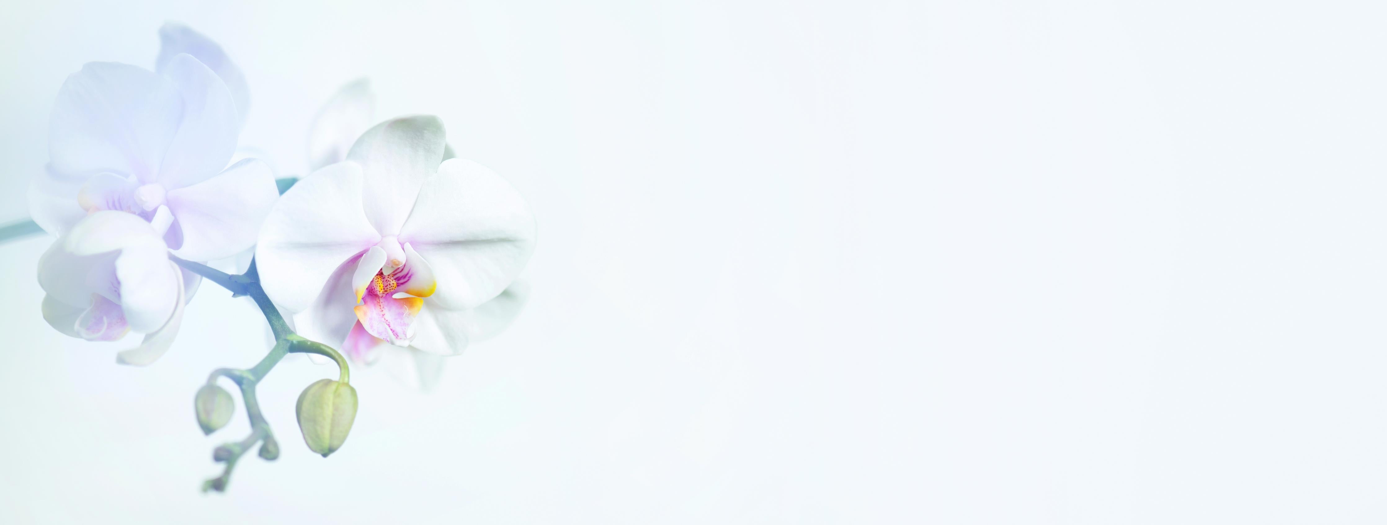 Küchenrückwand-Weiße Orchidee in Pastell