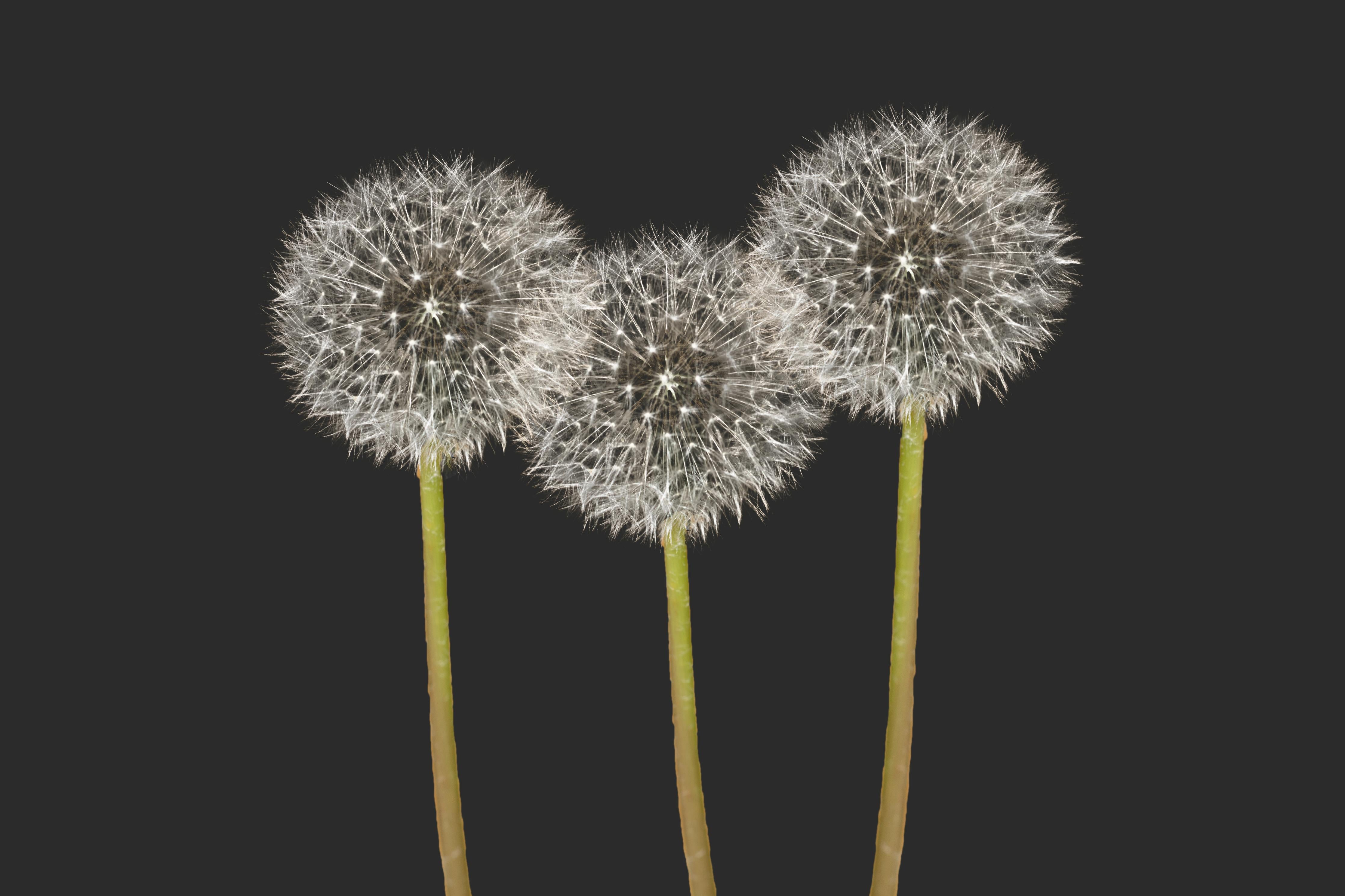 Küchenrückwand-Weiße Pusteblumen auf Schwarz