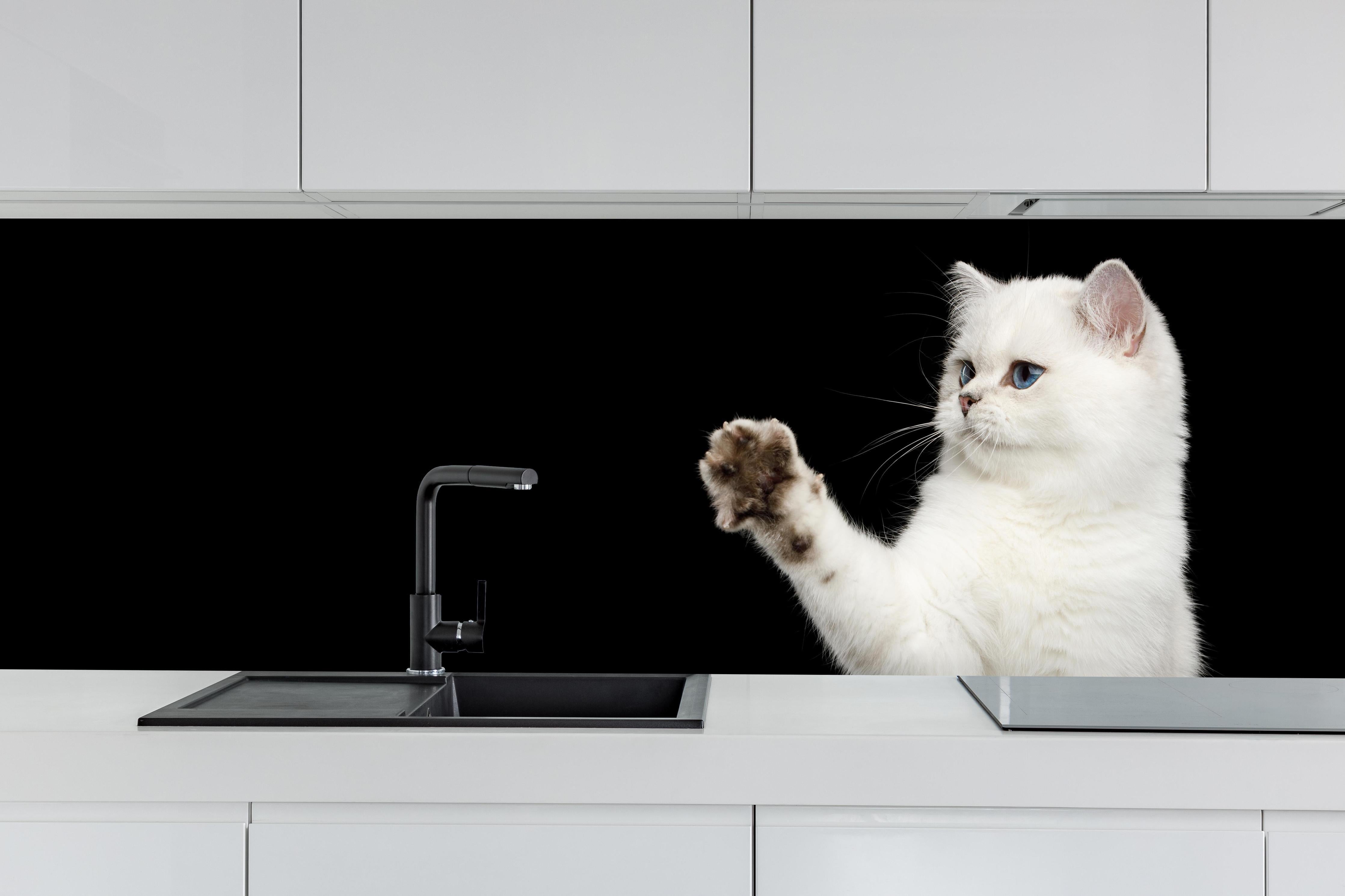 Küche - British weiße Katze hinter weißen Hochglanz-Küchenregalen und schwarzem Wasserhahn