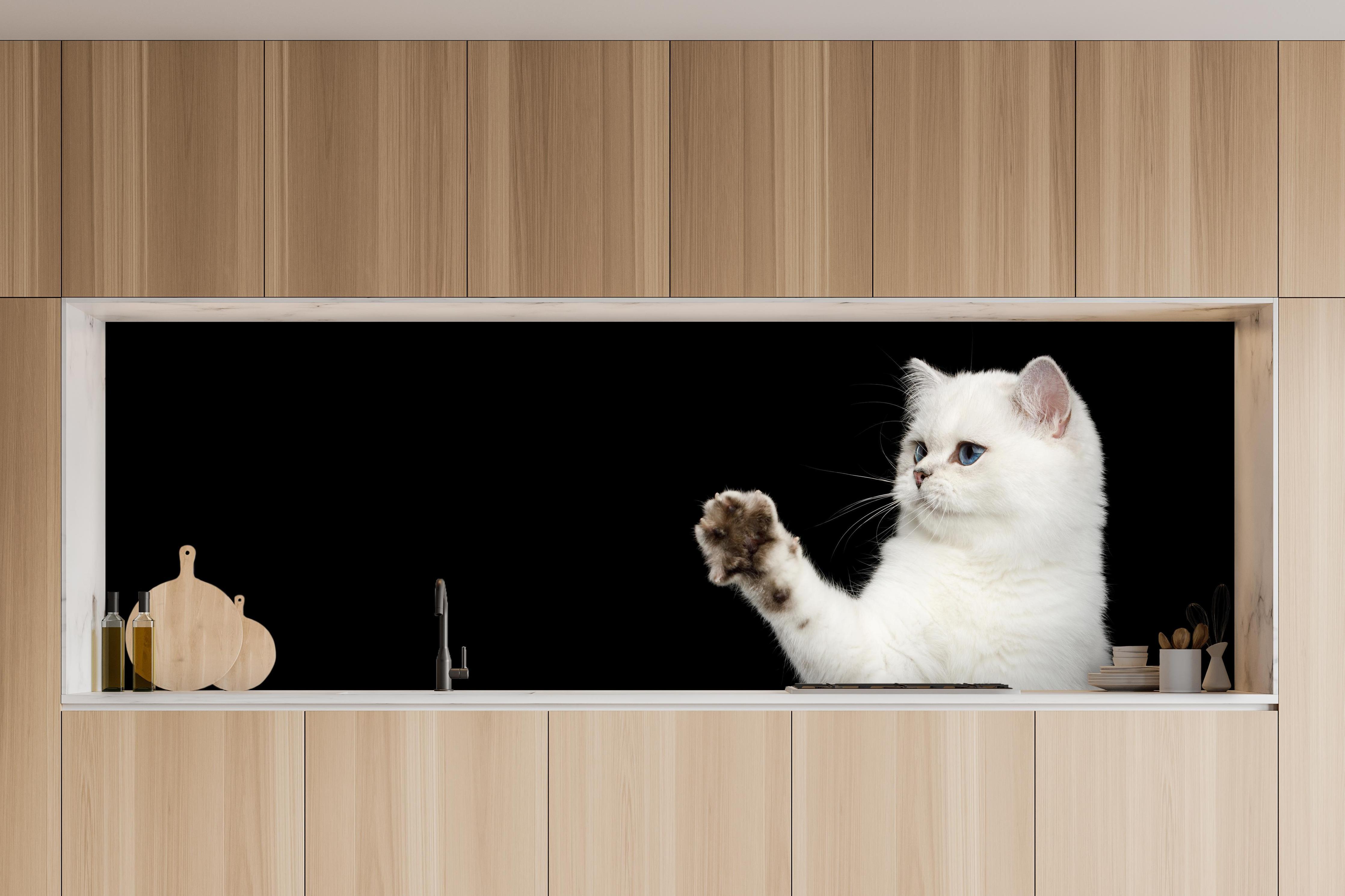 Küche - British weiße Katze in charakteristischer Vollholz-Küche mit modernem Gasherd