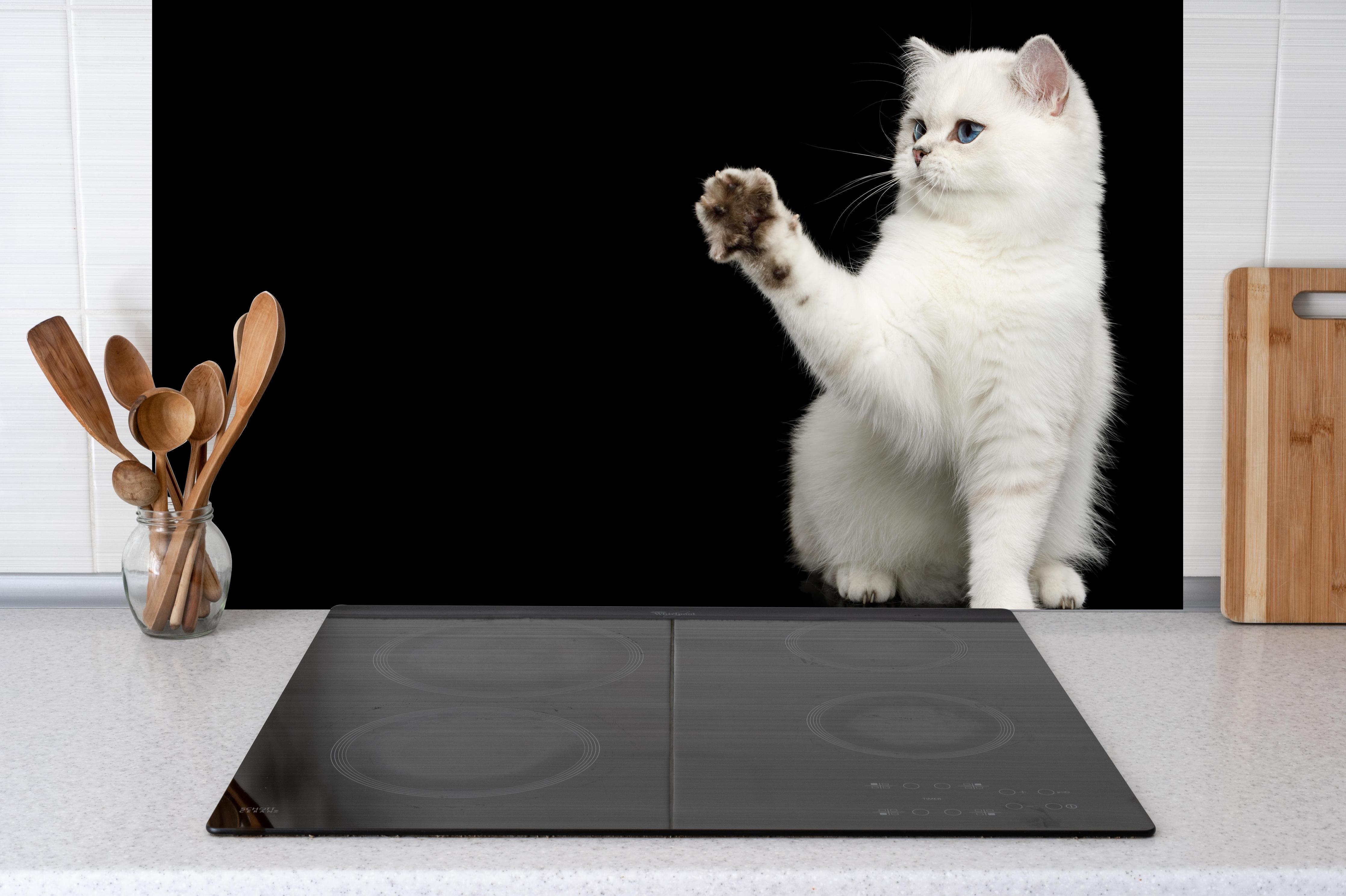 Küche - British weiße Katze hinter Cerankochfeld und Holz-Kochutensilien