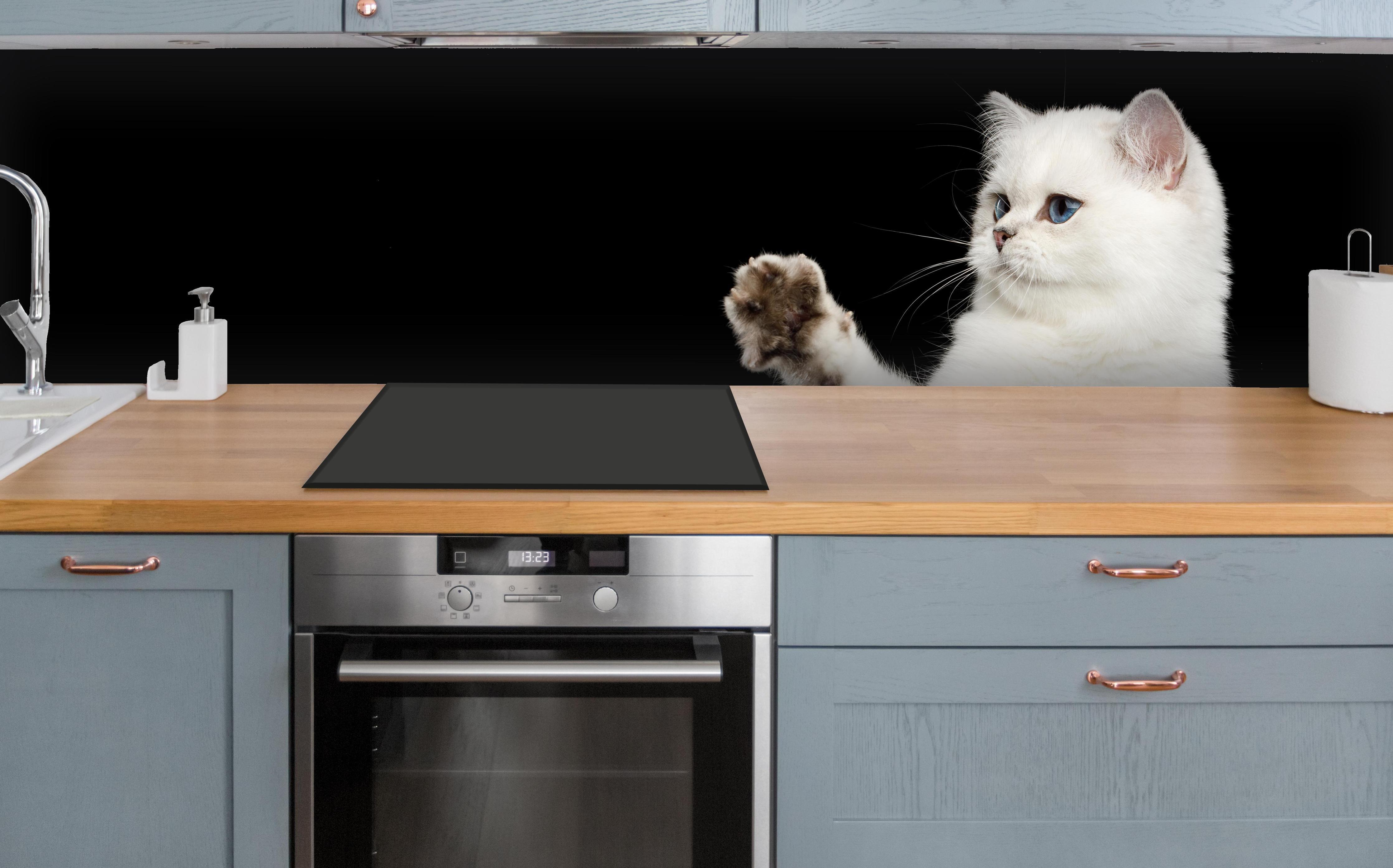 Küche - British weiße Katze über polierter Holzarbeitsplatte mit Cerankochfeld
