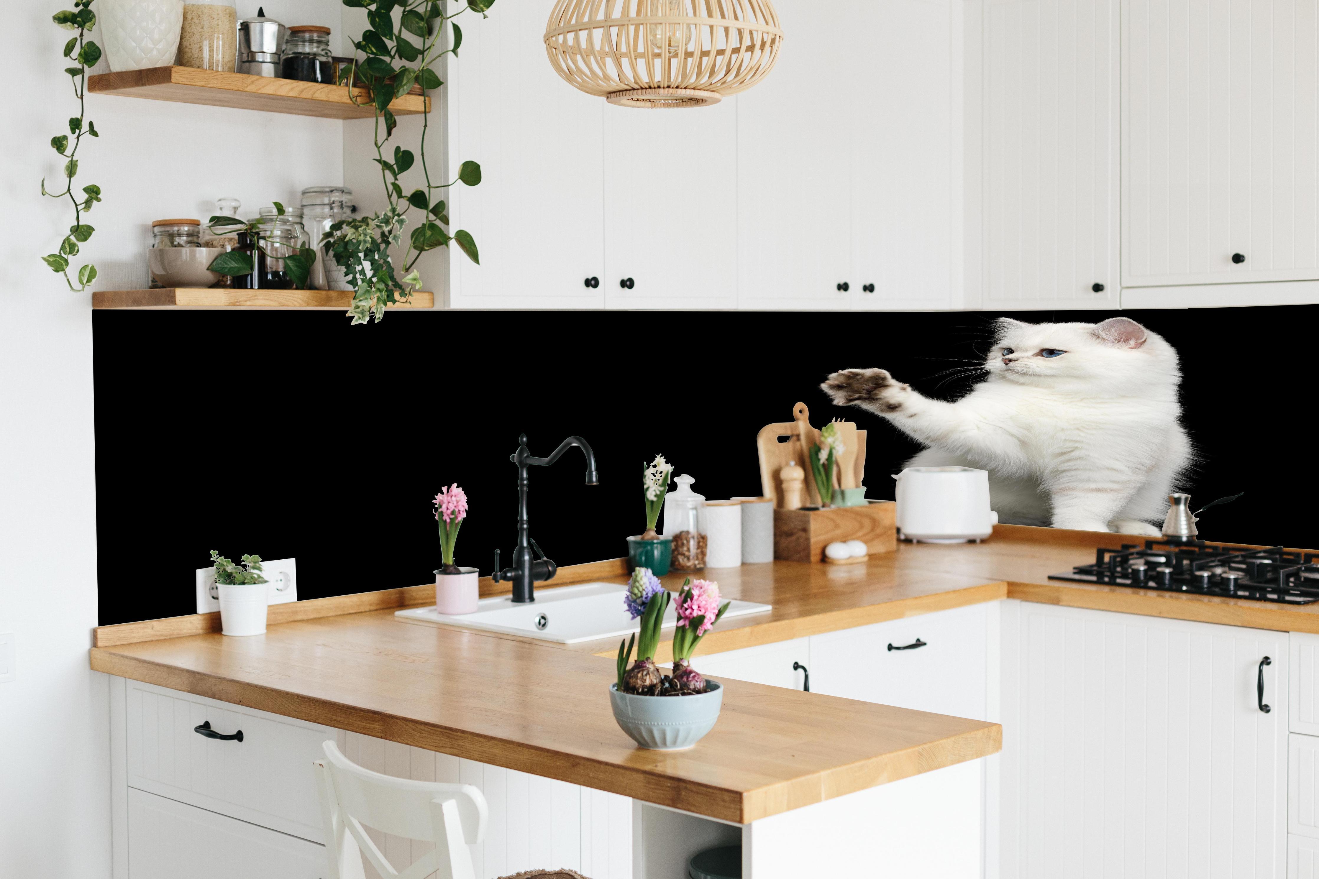 Küche - British weiße Katze in lebendiger Küche mit bunten Blumen