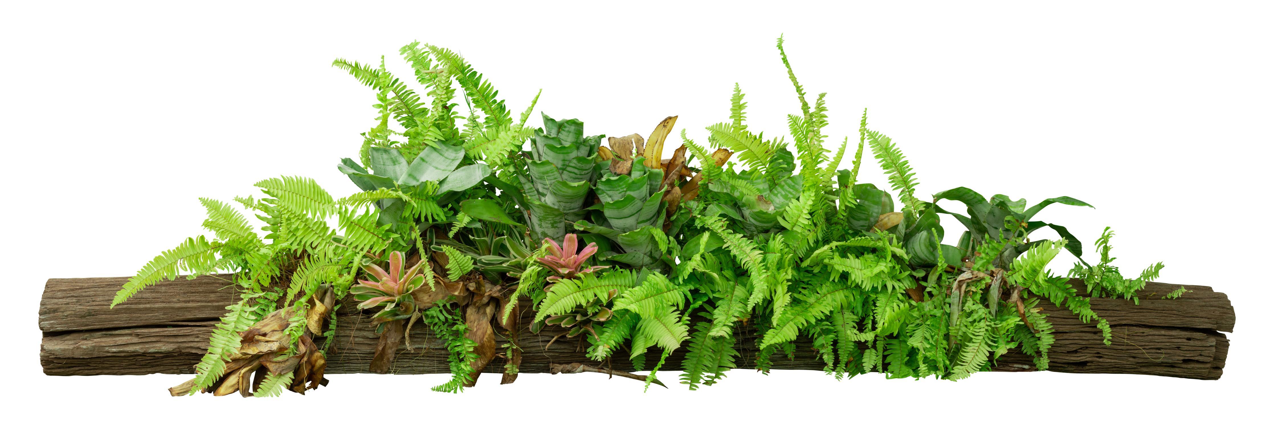 Küchenrückwand-Dschungelpflanzen auf Holzstamm