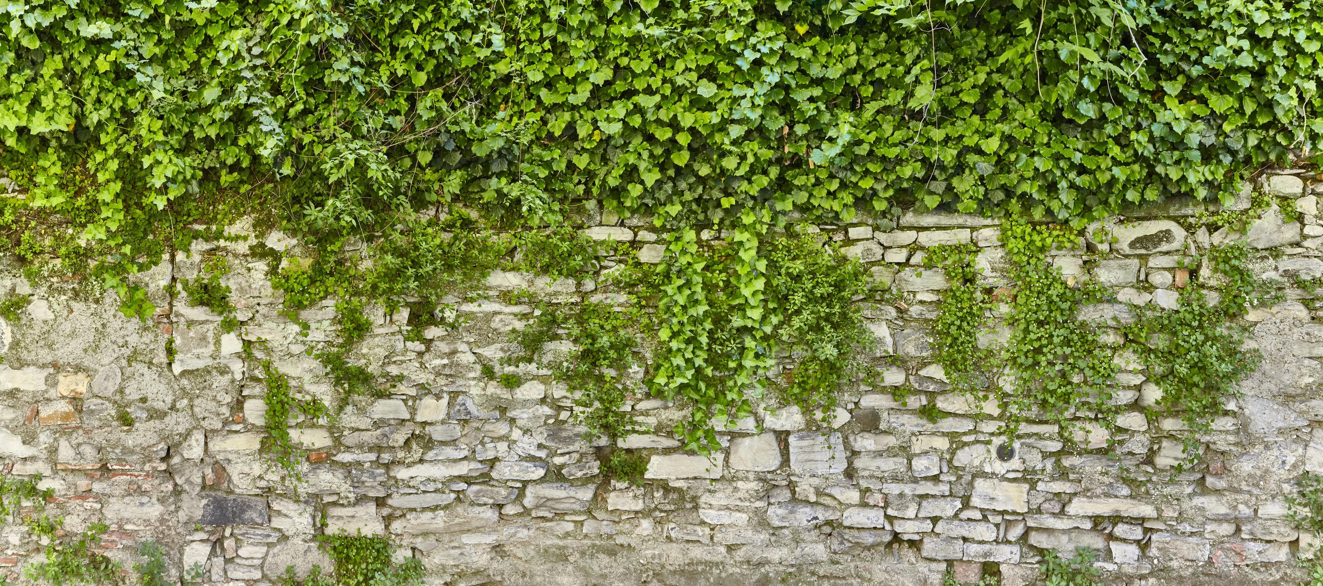 Küchenrückwand-Grün überwucherte Burgmauer