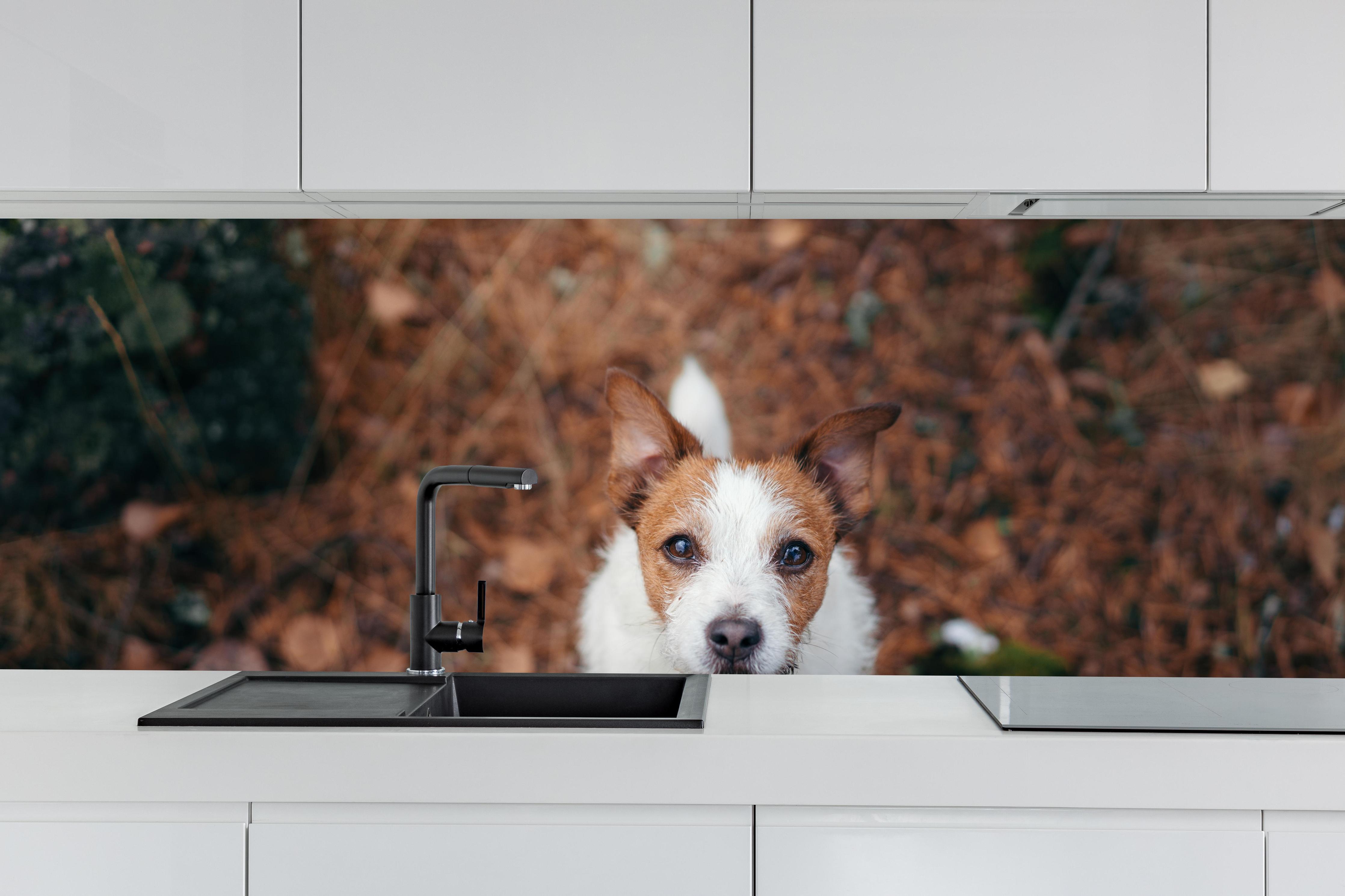 Küche - Jack Russell im herbstlichen Park hinter weißen Hochglanz-Küchenregalen und schwarzem Wasserhahn