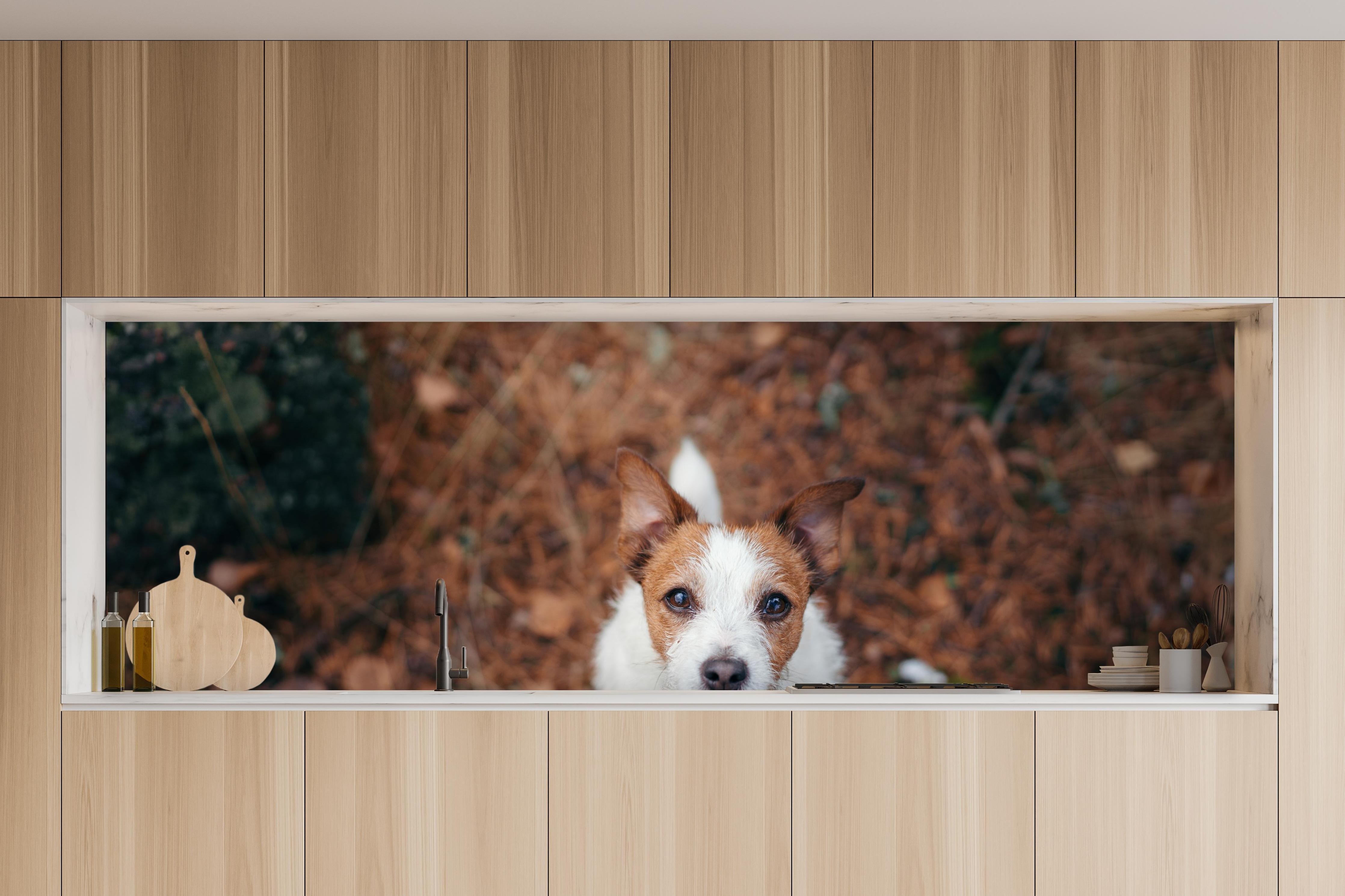 Küche - Jack Russell im herbstlichen Park in charakteristischer Vollholz-Küche mit modernem Gasherd