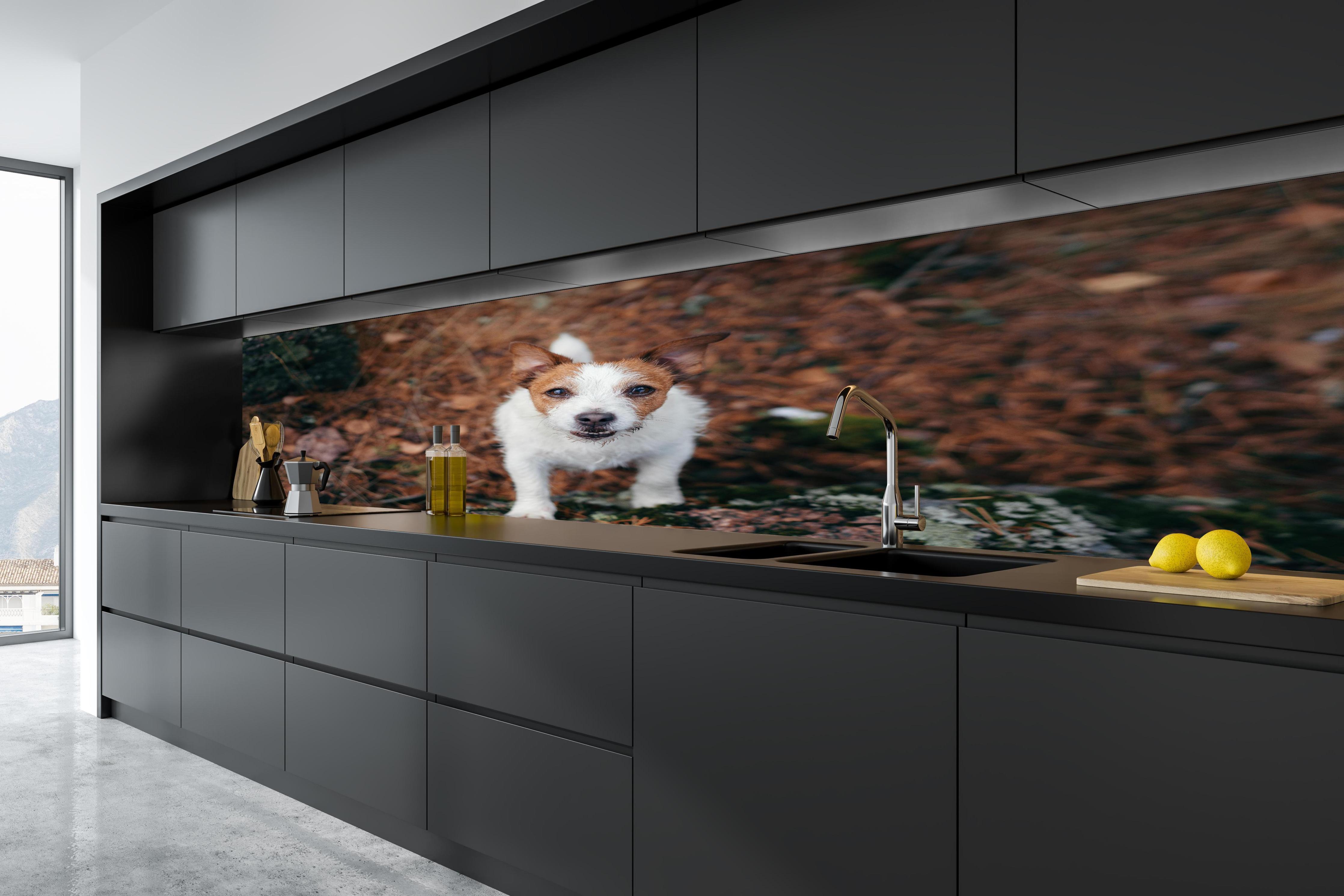 Küche - Jack Russell im herbstlichen Park in tiefschwarzer matt-premium Einbauküche