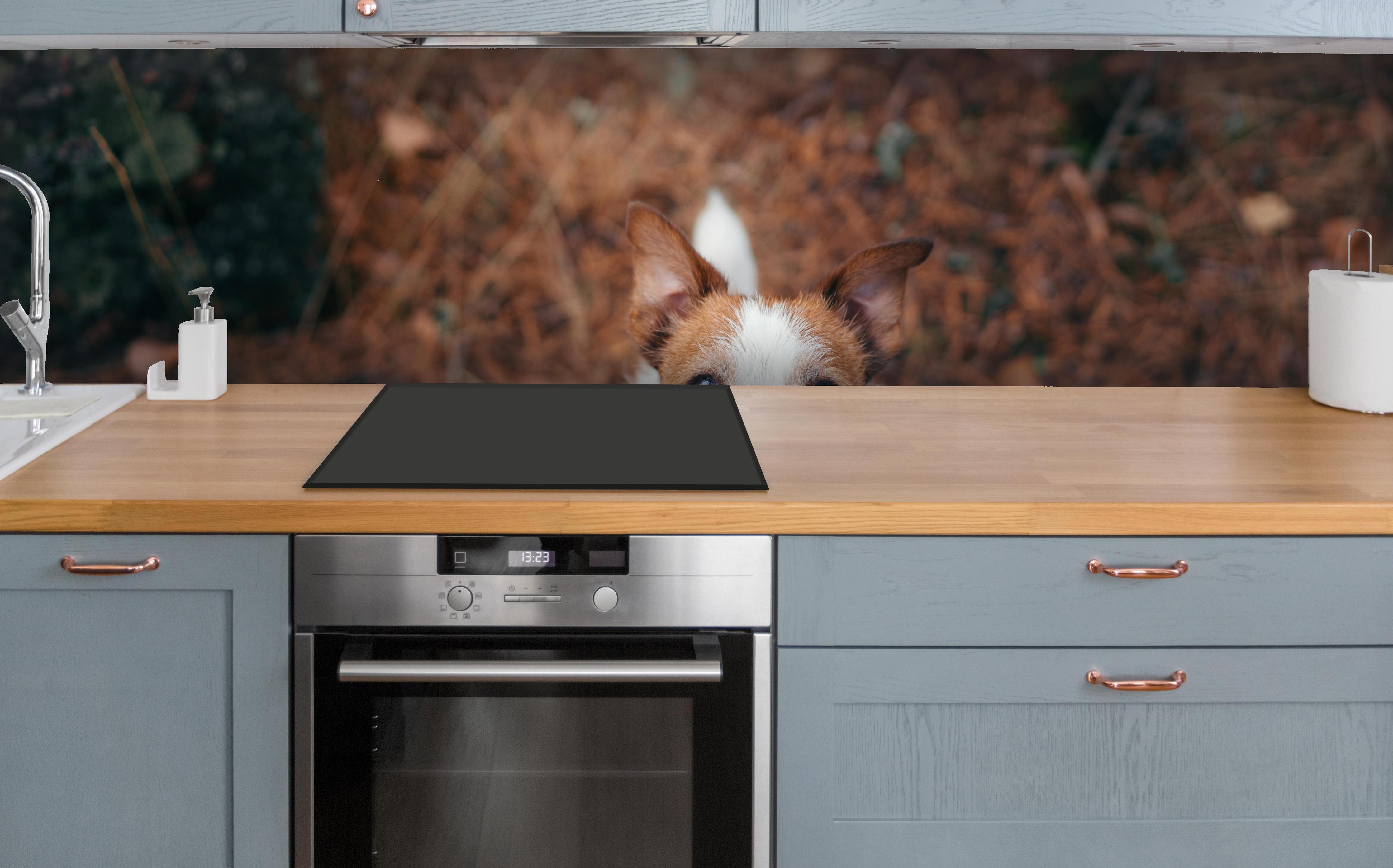 Küche - Jack Russell im herbstlichen Park über polierter Holzarbeitsplatte mit Cerankochfeld