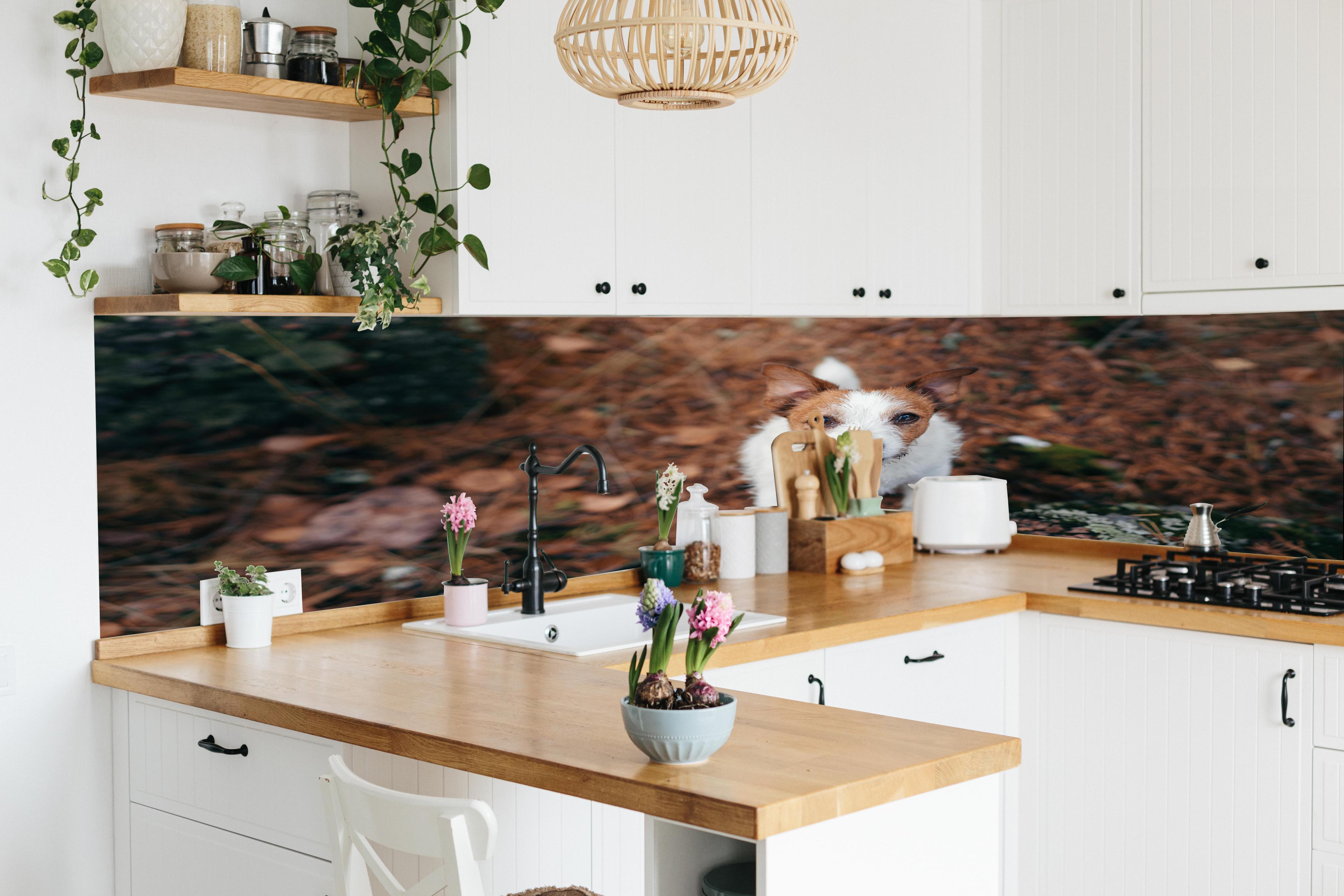 Küche - Jack Russell im herbstlichen Park in lebendiger Küche mit bunten Blumen