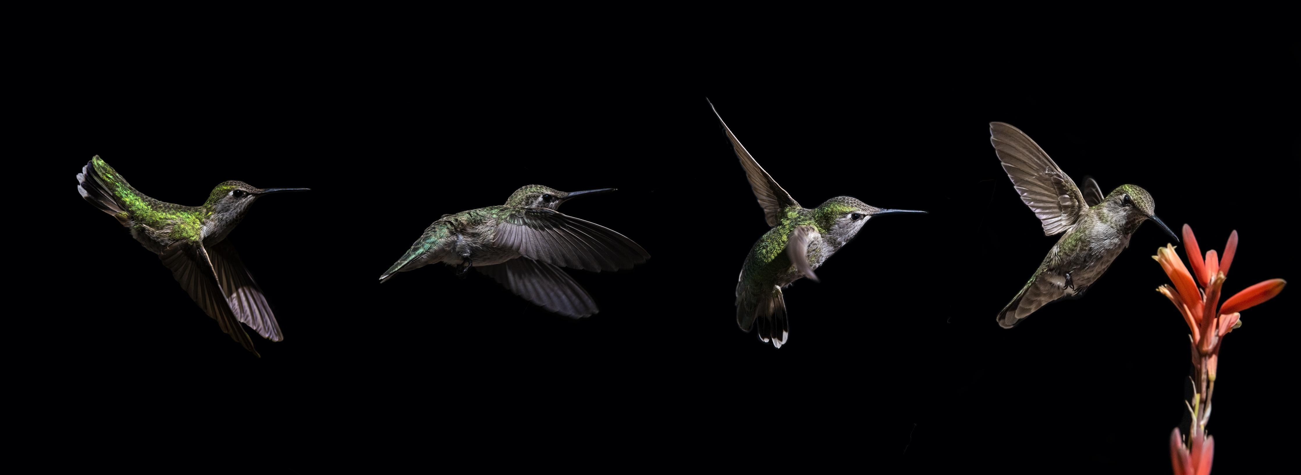 Küchenrückwand-Kolibri beim Fressen der Aloe Vera-Blüte