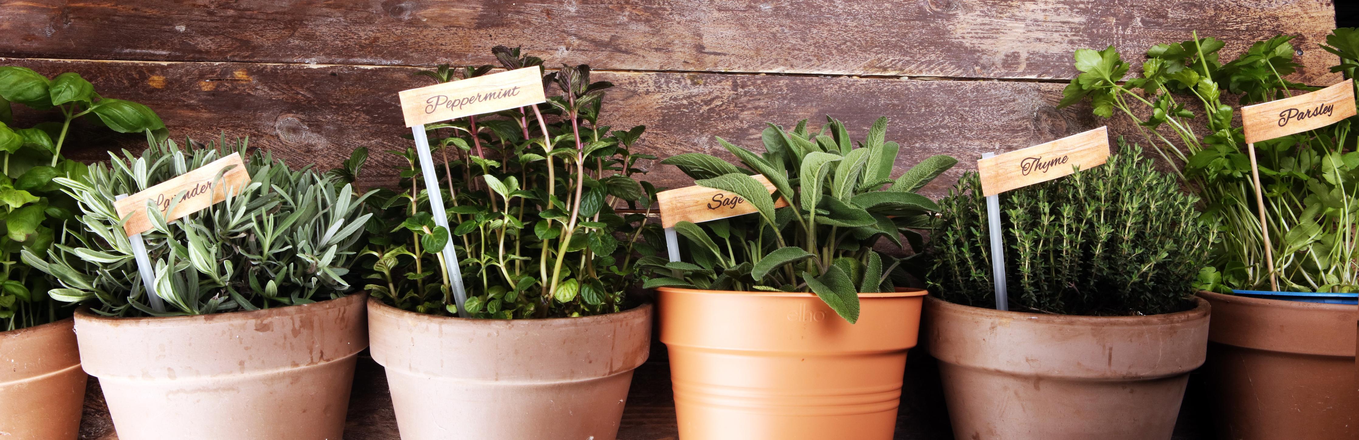 Küchenrückwand-Küchenkräuter in Tontöpfen