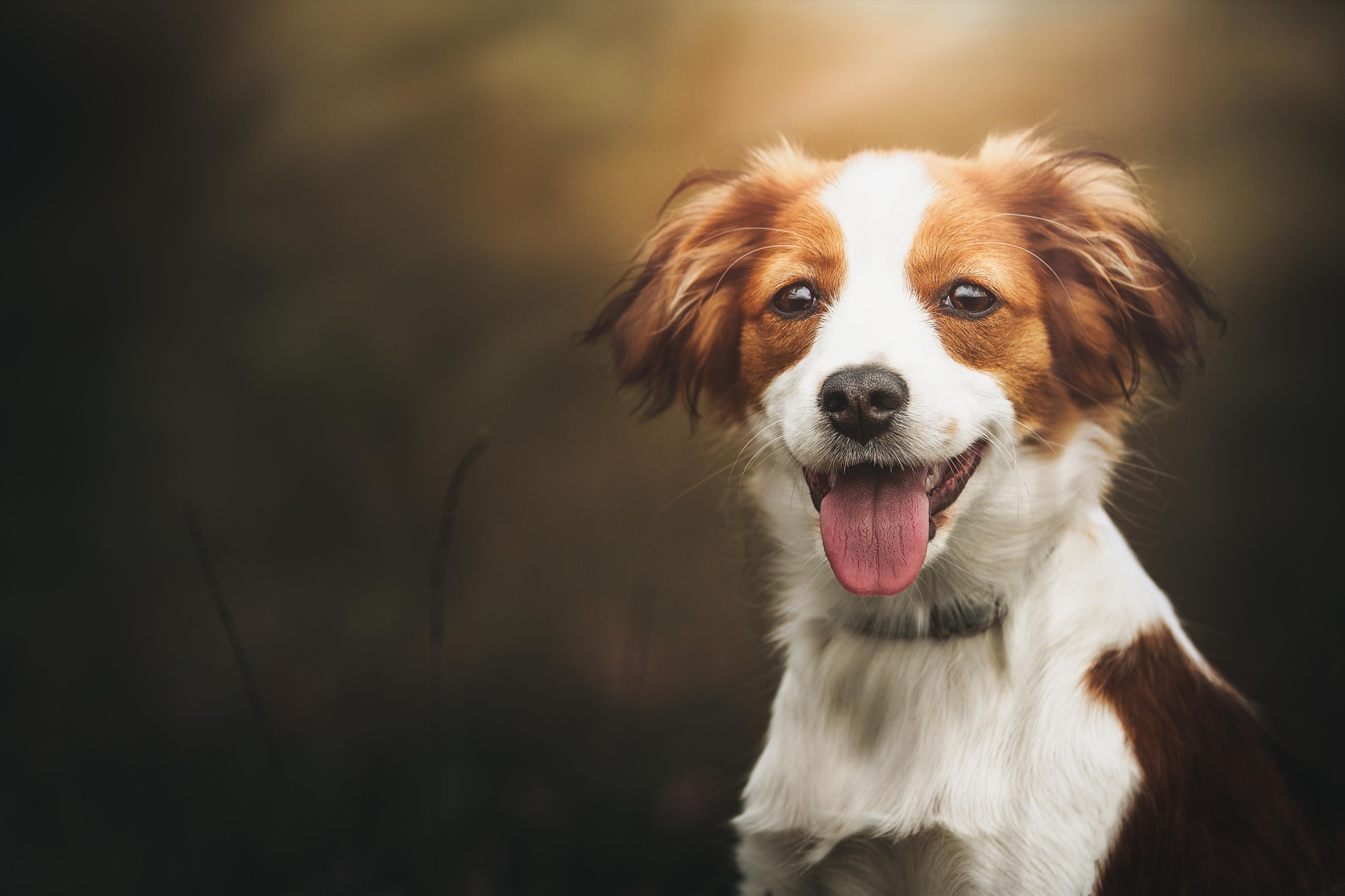 Küchenrückwand-Porträt eines niedlichen Kooiker-Hundes