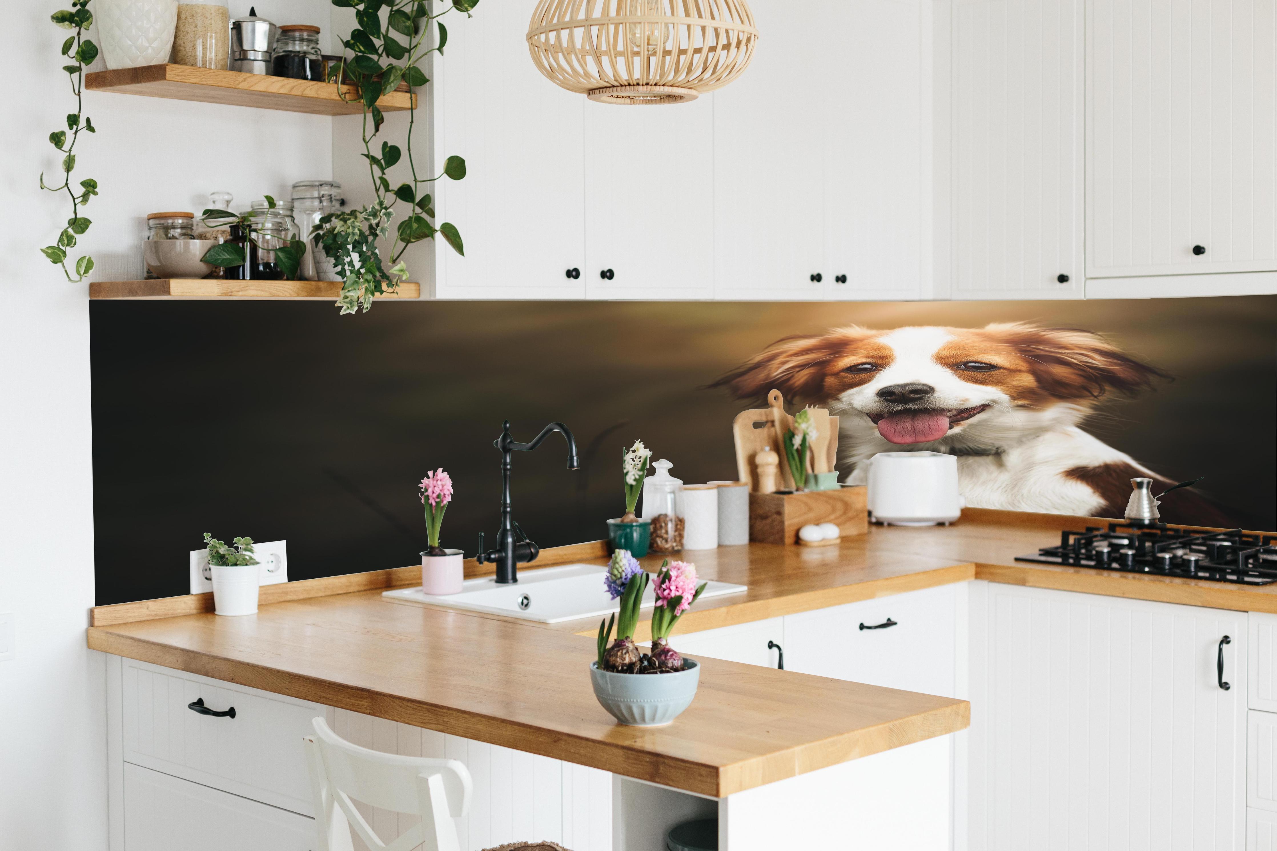 Küche - Porträt eines niedlichen Kooiker-Hundes in lebendiger Küche mit bunten Blumen