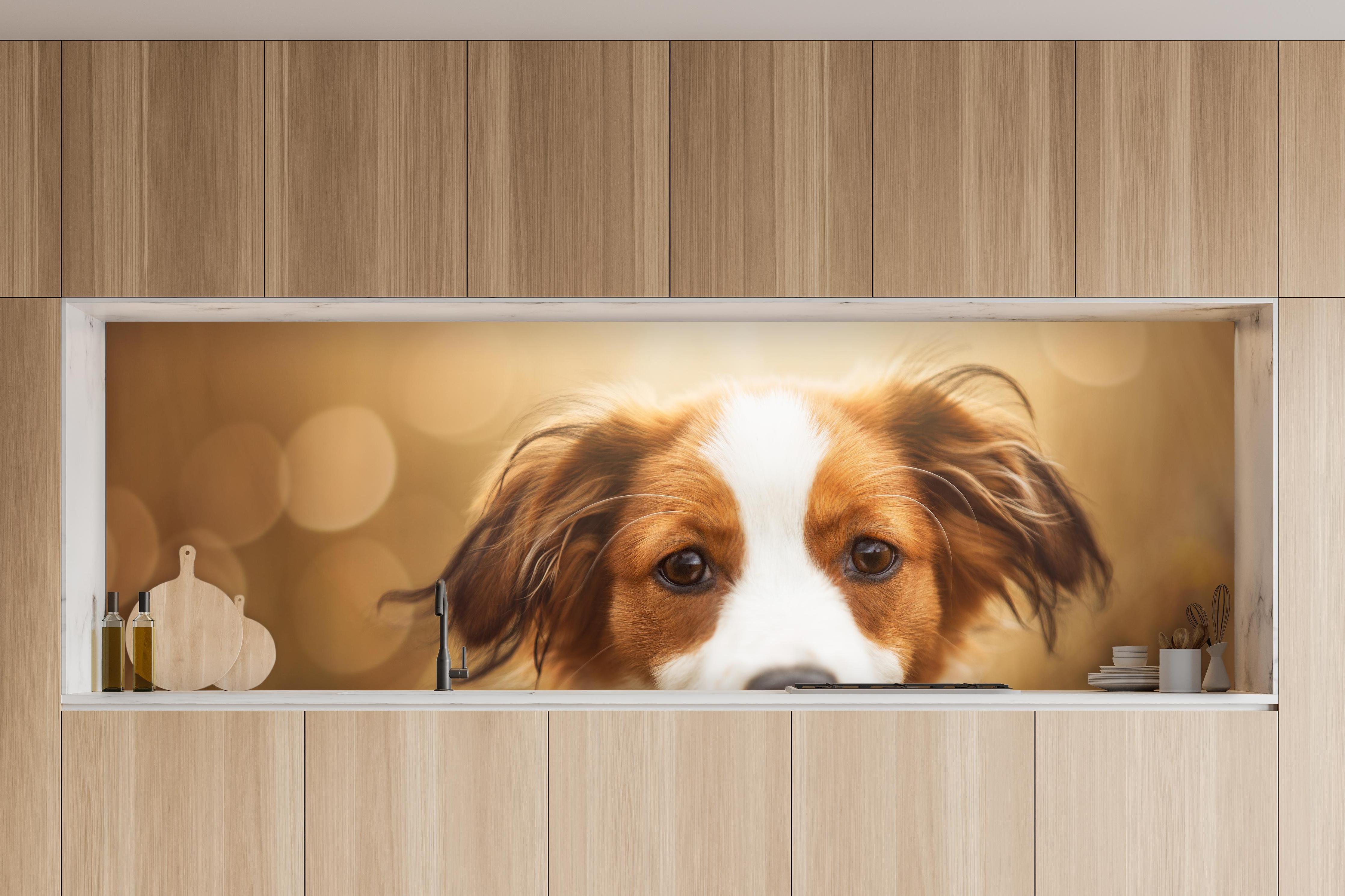 Küche - Portrait eines süßen Kooiker Hundes in charakteristischer Vollholz-Küche mit modernem Gasherd