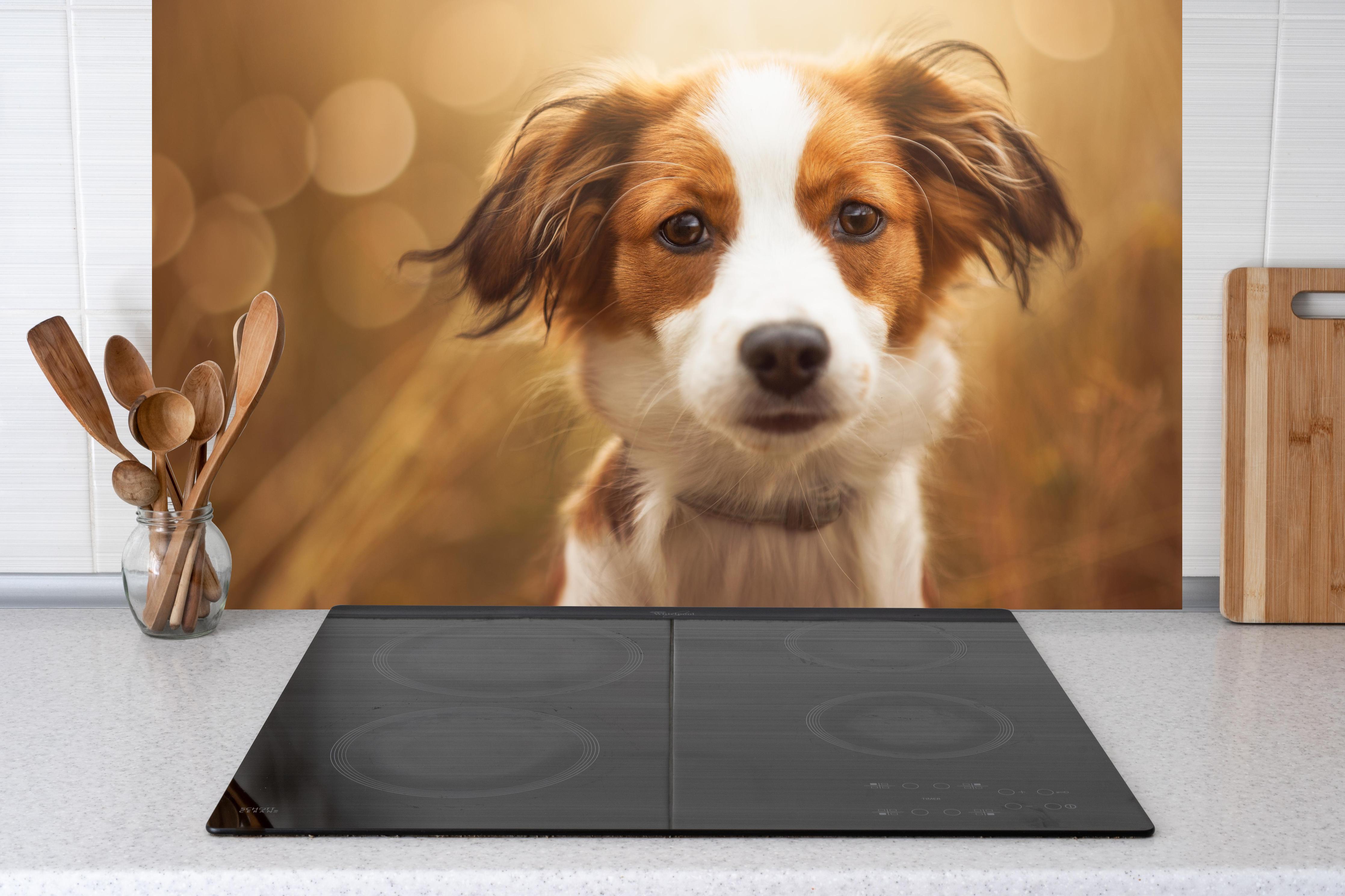 Küche - Portrait eines süßen Kooiker Hundes hinter Cerankochfeld und Holz-Kochutensilien