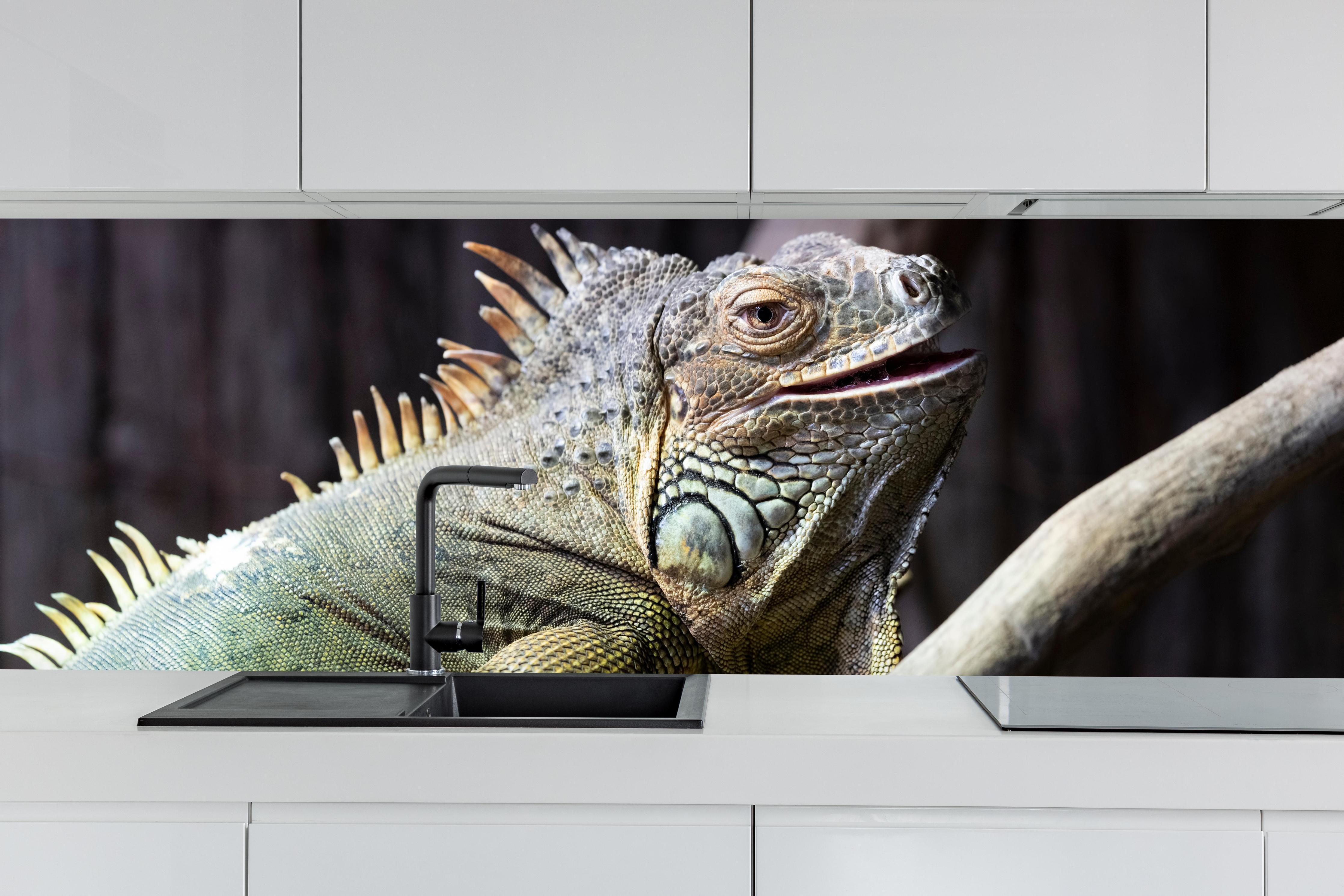 Küche - Ruhender Leguan hinter weißen Hochglanz-Küchenregalen und schwarzem Wasserhahn