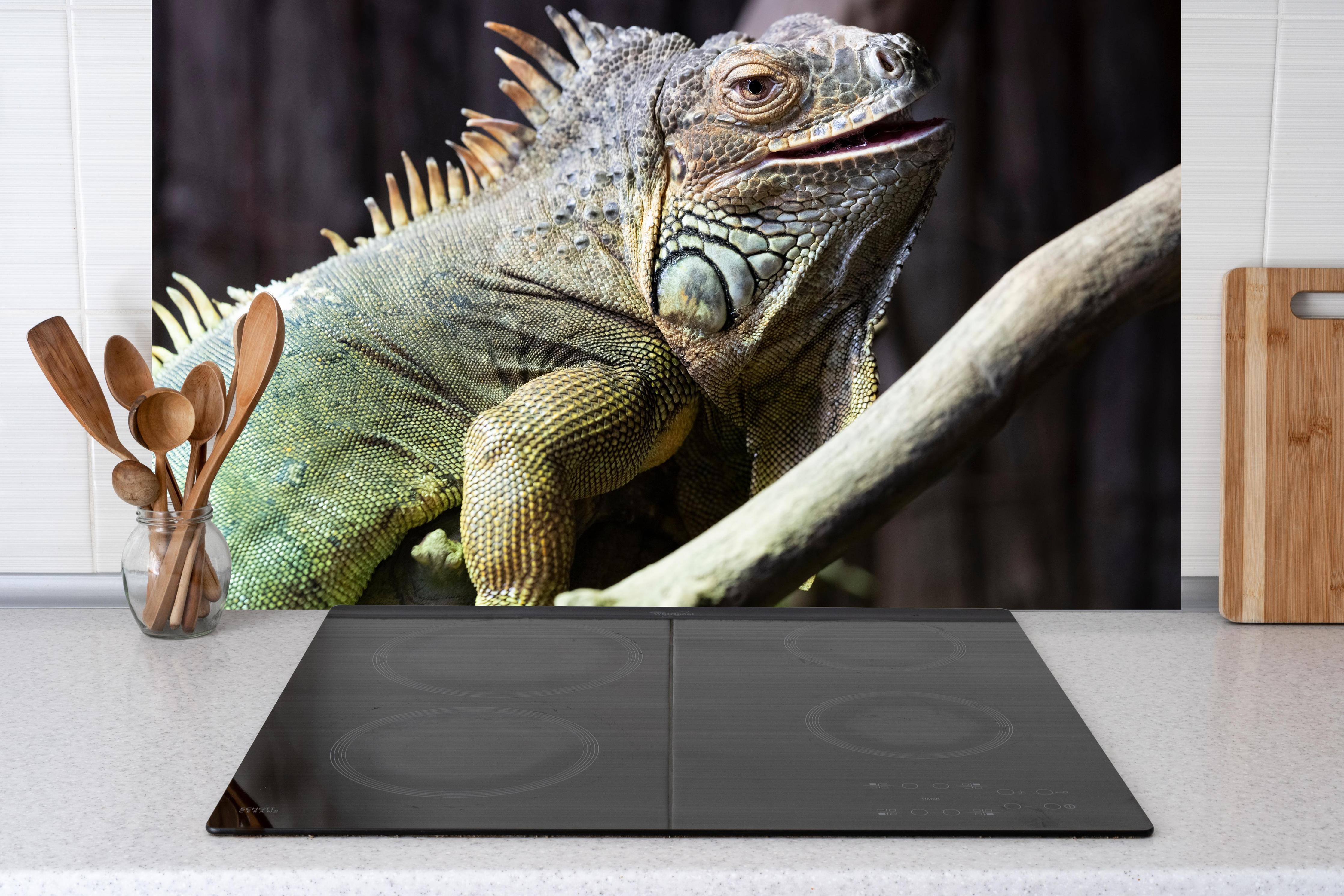 Küche - Ruhender Leguan hinter Cerankochfeld und Holz-Kochutensilien