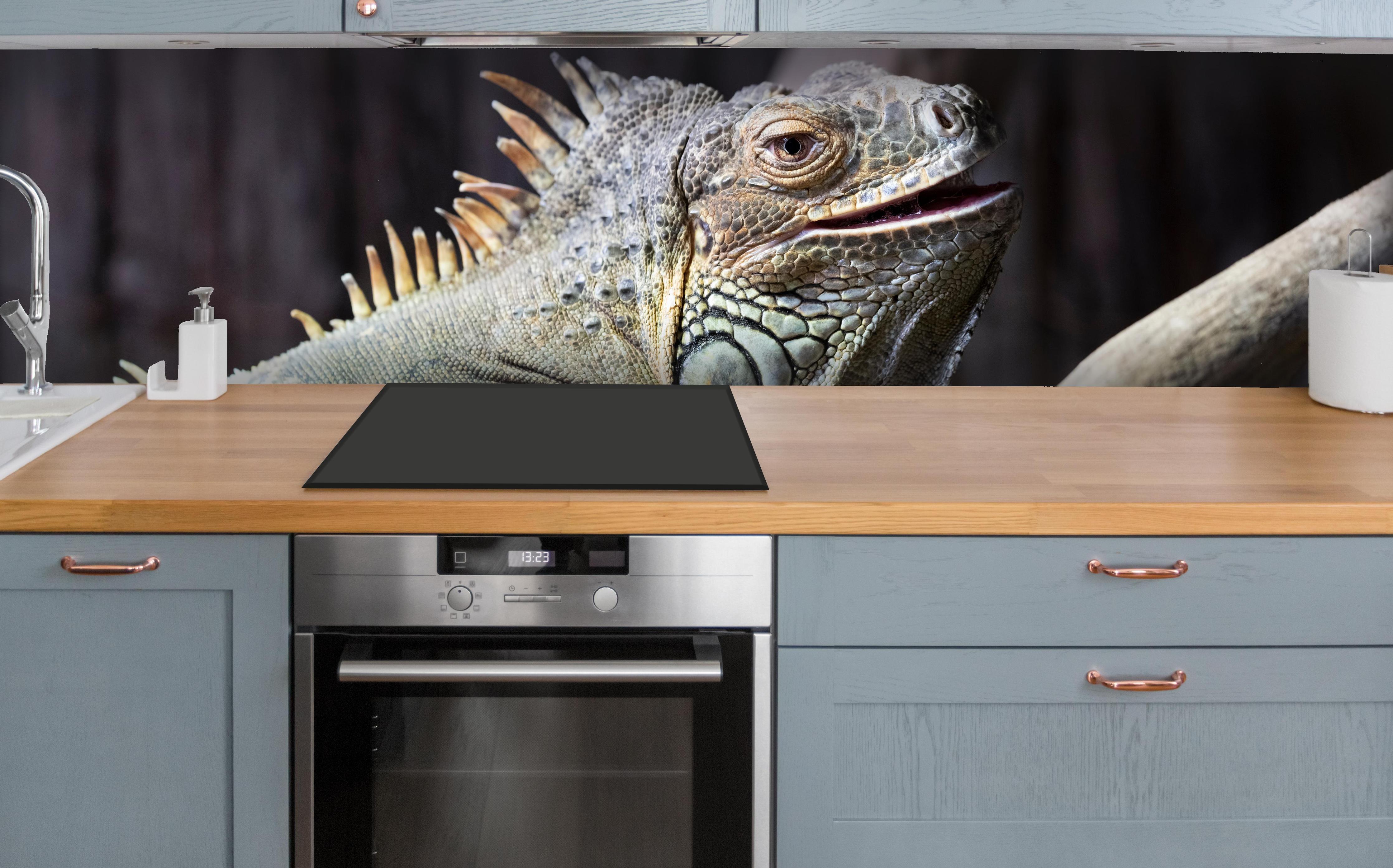Küche - Ruhender Leguan über polierter Holzarbeitsplatte mit Cerankochfeld