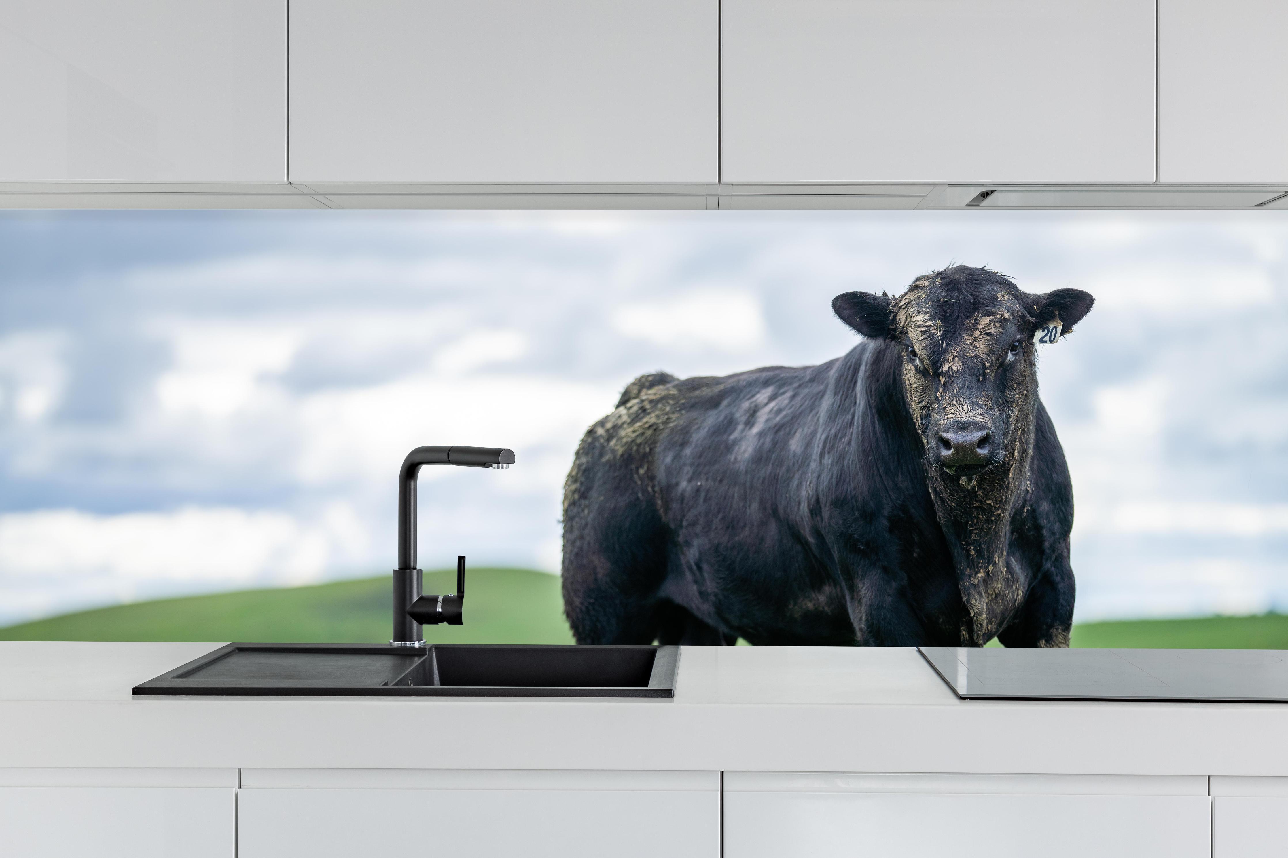 Küche - Schmutziger Aberdeen Angus hinter weißen Hochglanz-Küchenregalen und schwarzem Wasserhahn