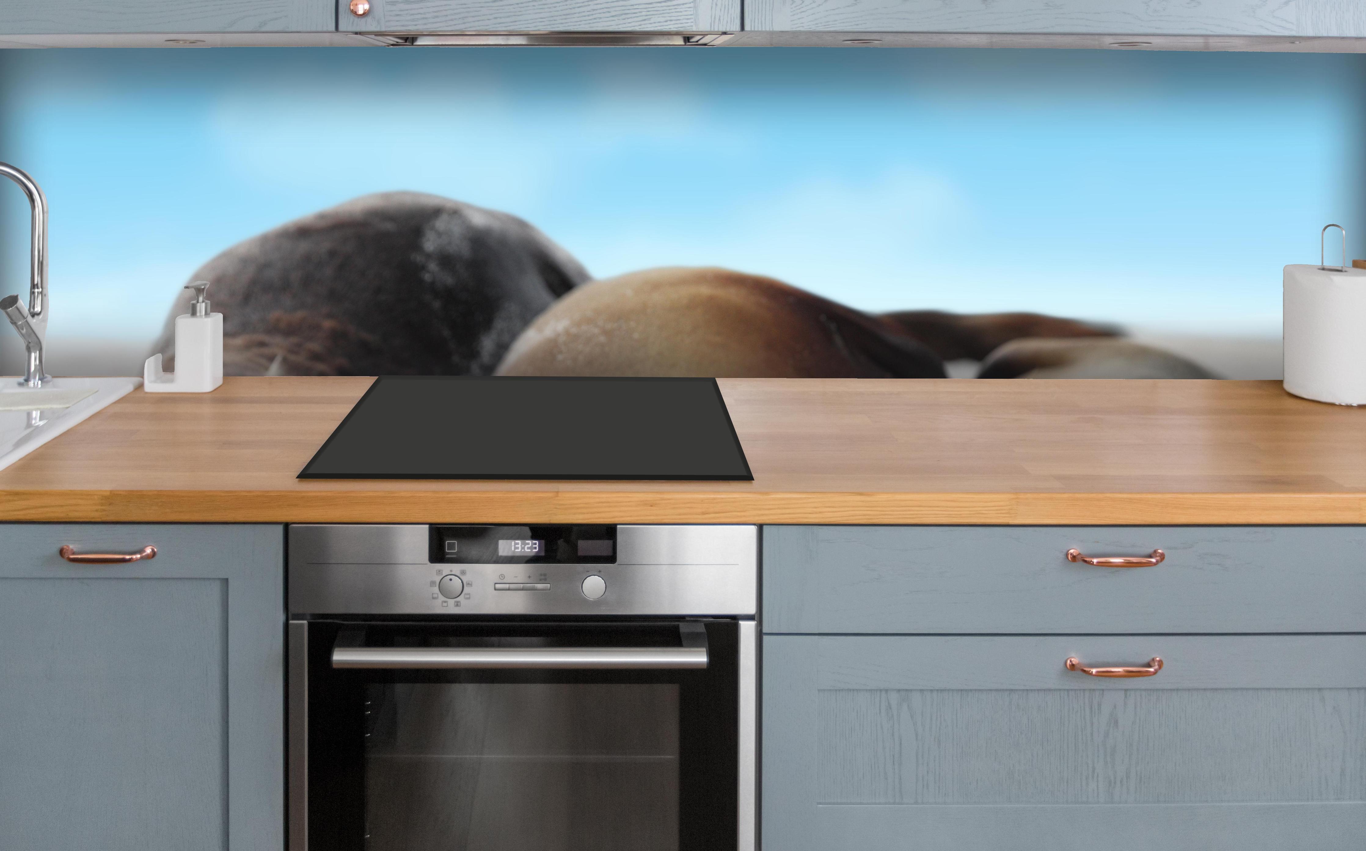 Küche - Seelöwen im Sand liegend über polierter Holzarbeitsplatte mit Cerankochfeld