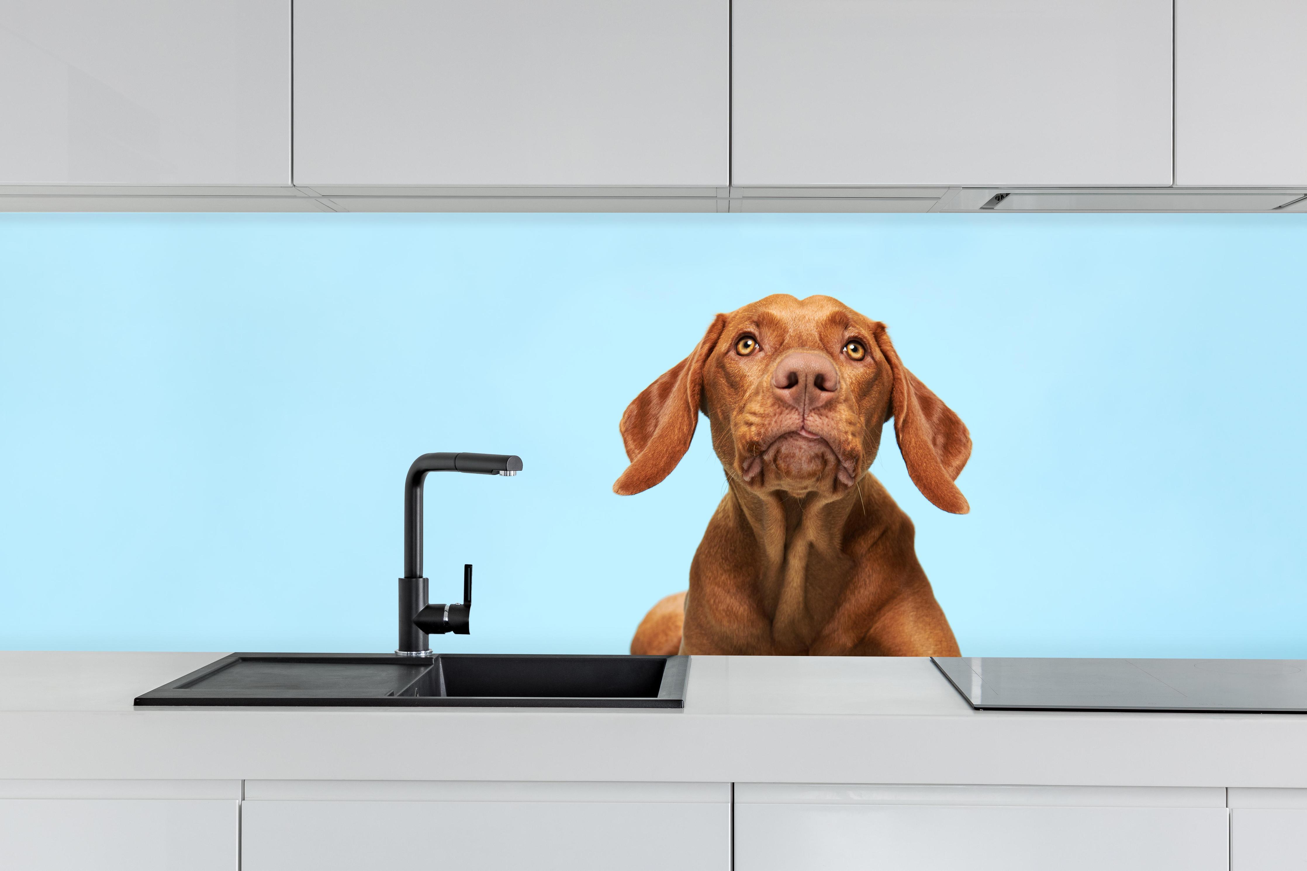 Küche - Ungarischer Vizsla-Welpe Portrait hinter weißen Hochglanz-Küchenregalen und schwarzem Wasserhahn
