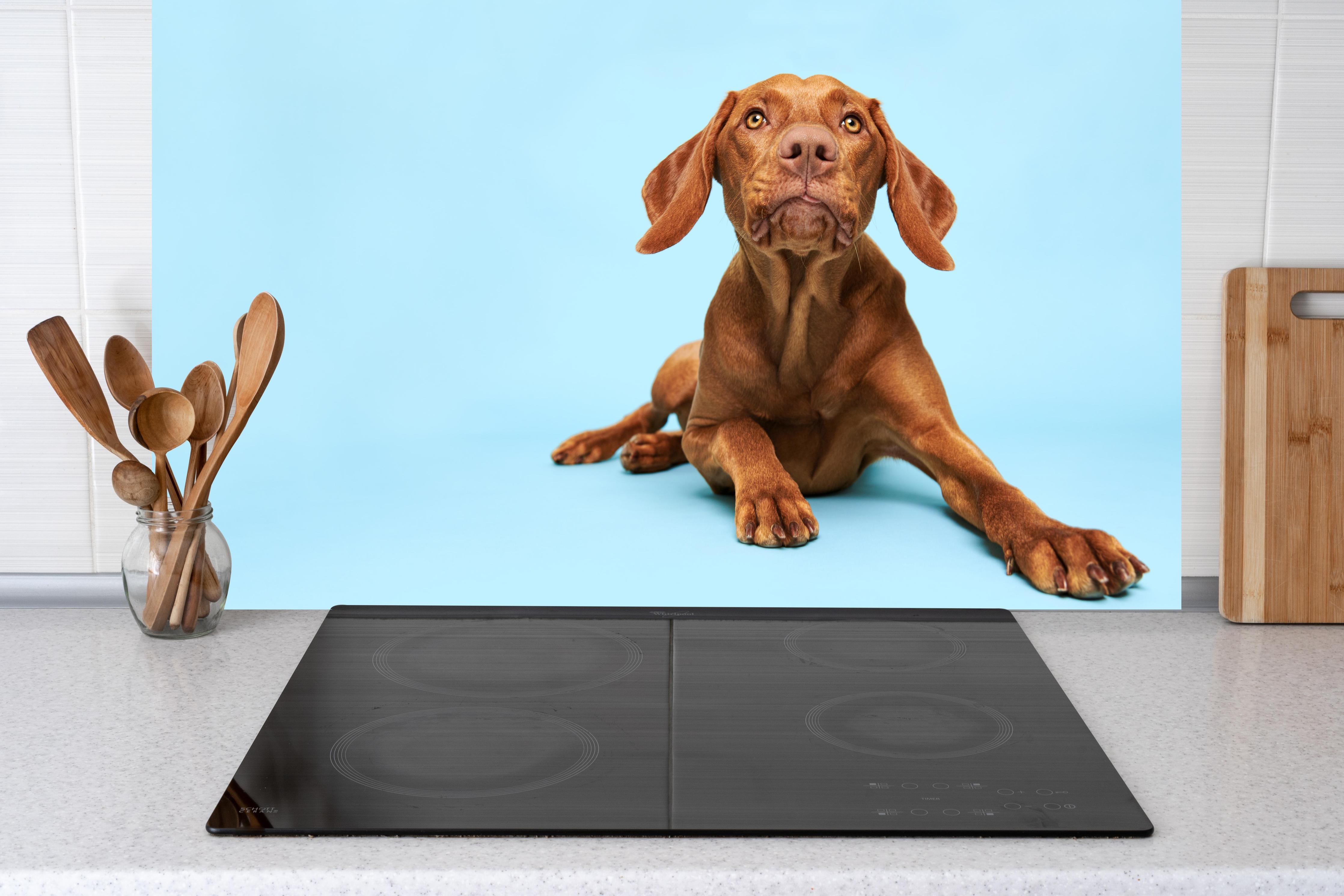 Küche - Ungarischer Vizsla-Welpe Portrait hinter Cerankochfeld und Holz-Kochutensilien