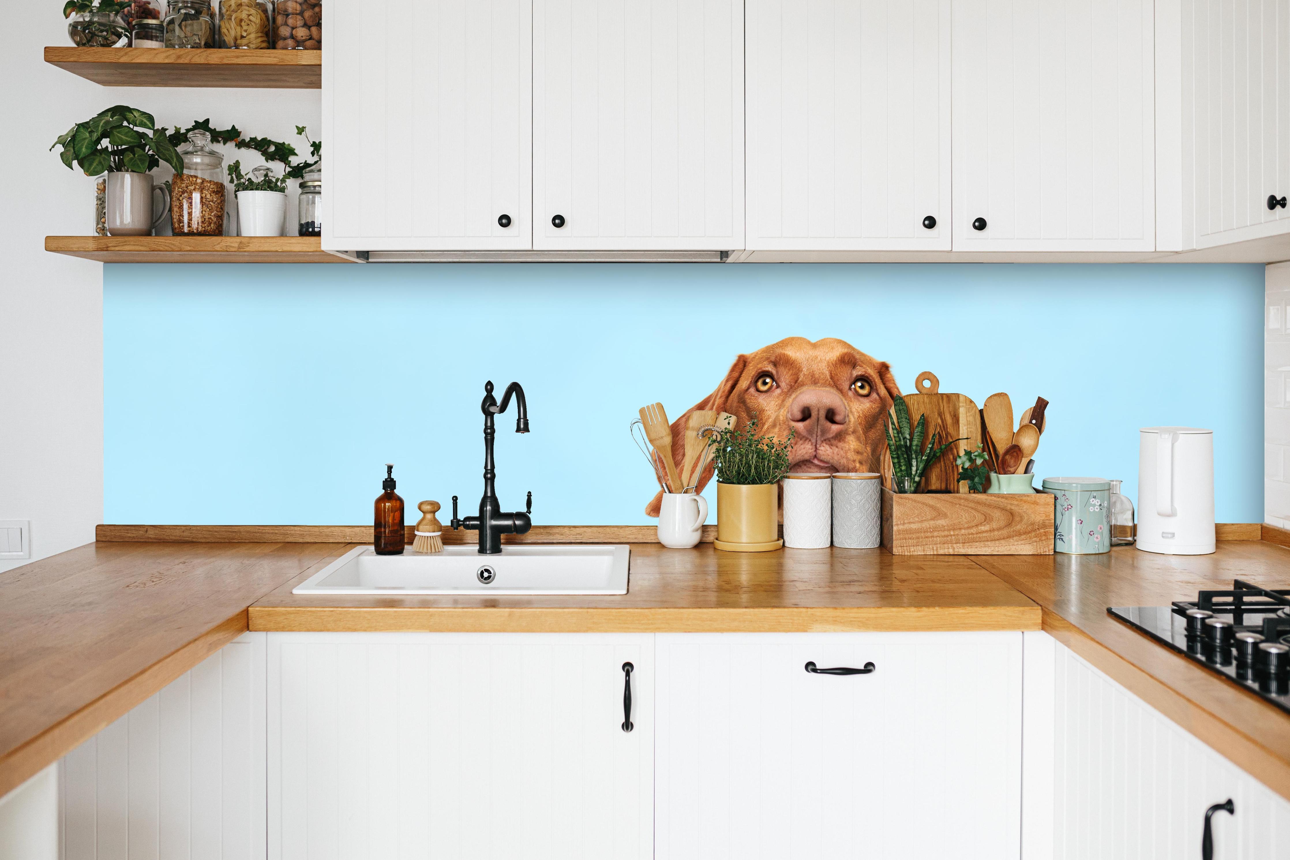 Küche - Ungarischer Vizsla-Welpe Portrait in weißer Küche hinter Gewürzen und Kochlöffeln aus Holz