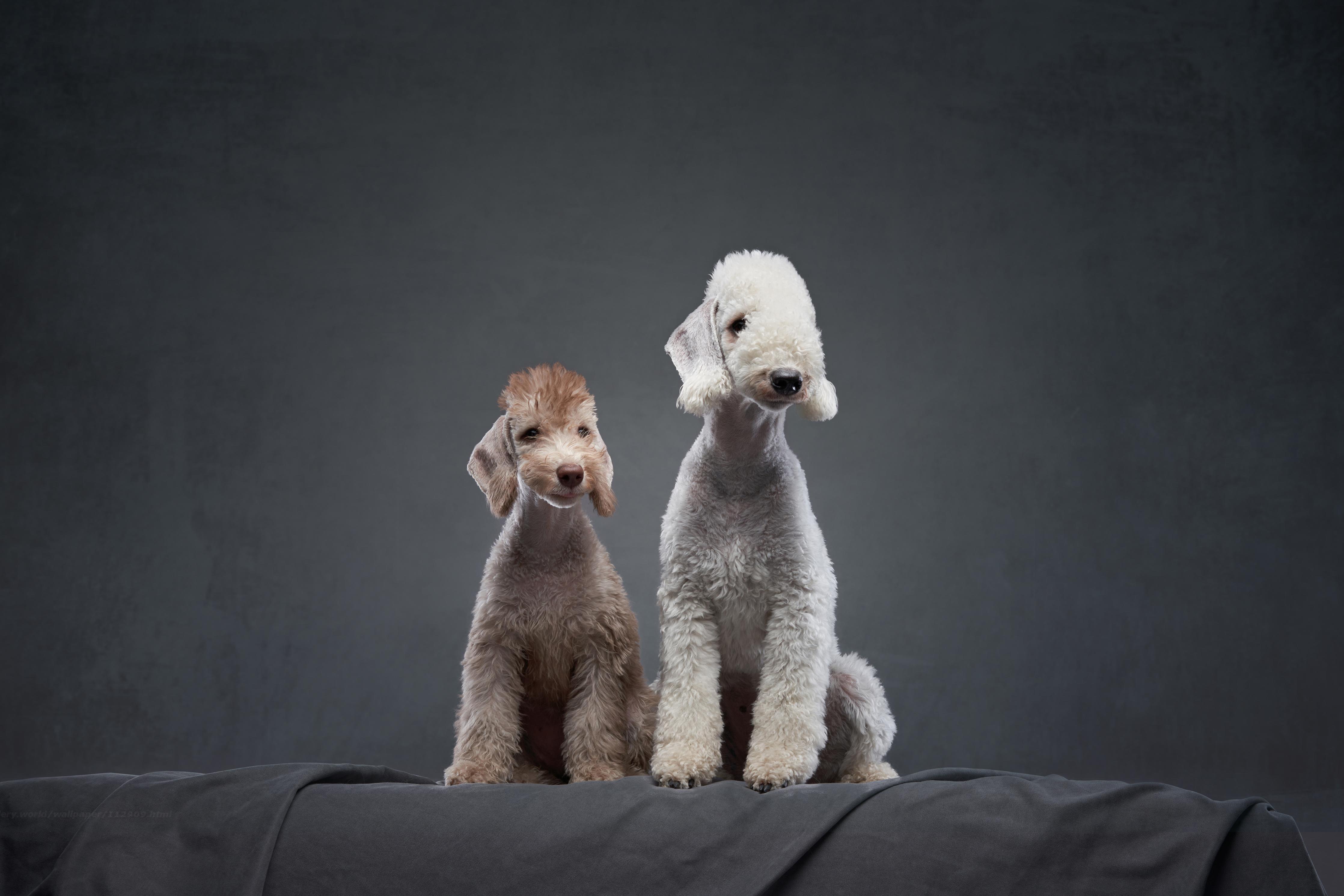 Küchenrückwand-Welpe und erwachsener Bedlington Terrier