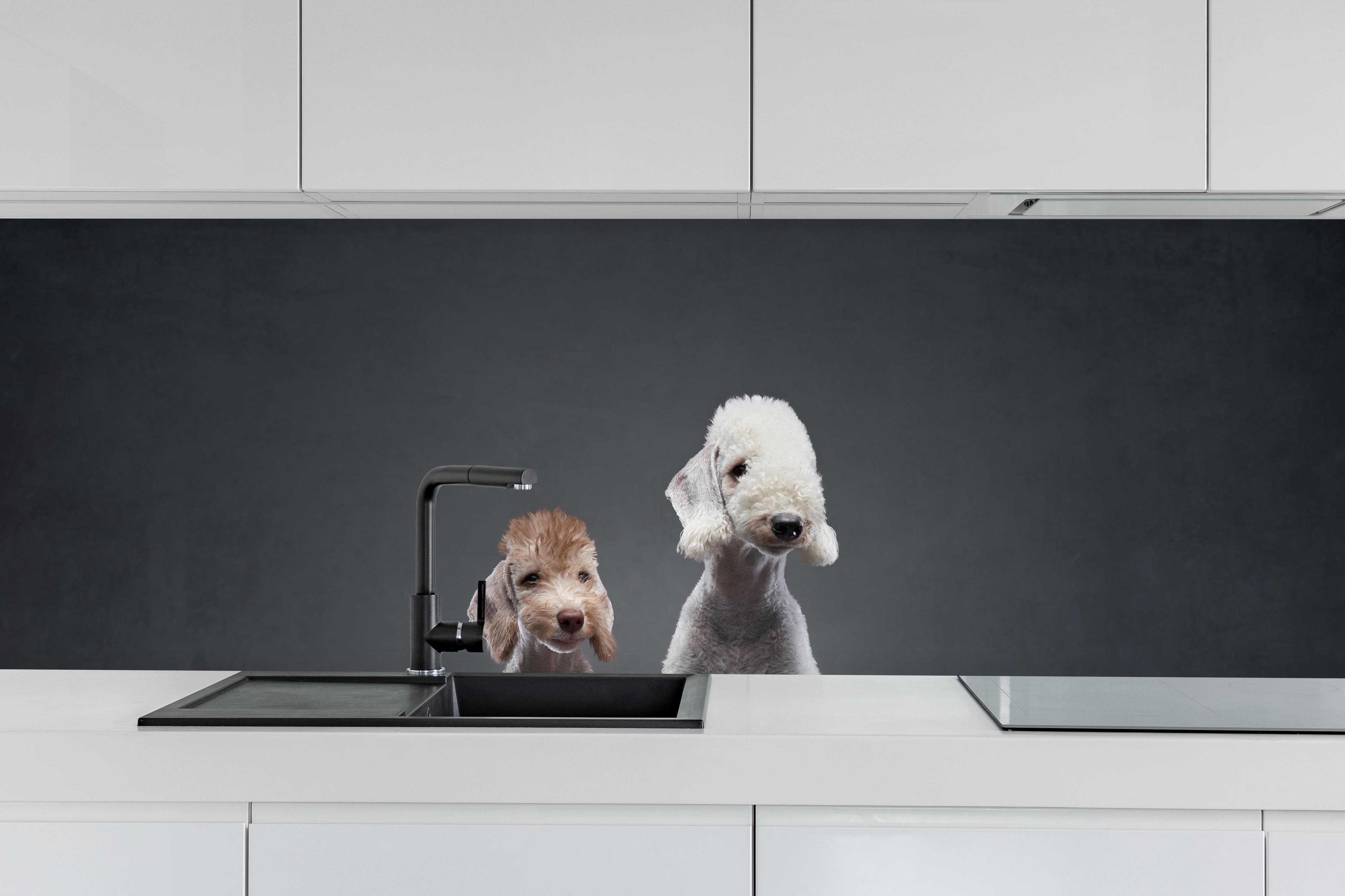 Küche - Welpe und erwachsener Bedlington Terrier hinter weißen Hochglanz-Küchenregalen und schwarzem Wasserhahn