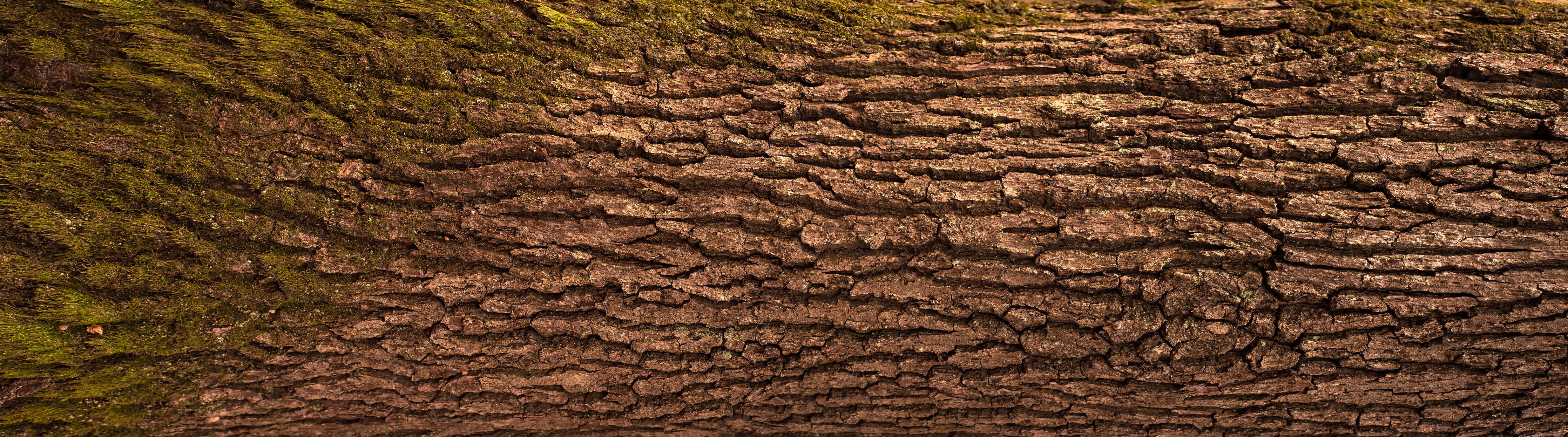Küchenrückwand-Panoramabild Textur Eichen-Baumrinde Natur