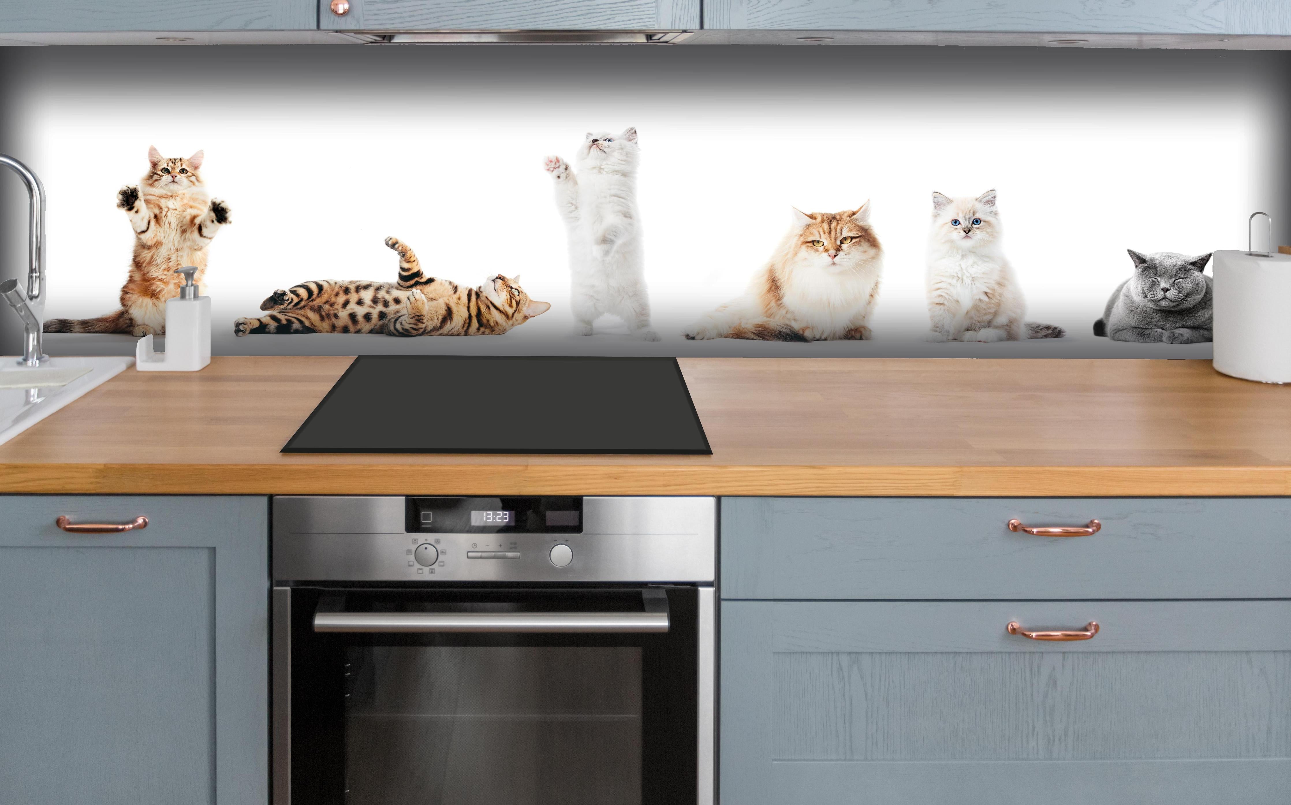 Küche - Sammlung reinrassiger Katzen auf Weiß hinter weißen Hochglanz-Küchenregalen und schwarzem Wasserhahn