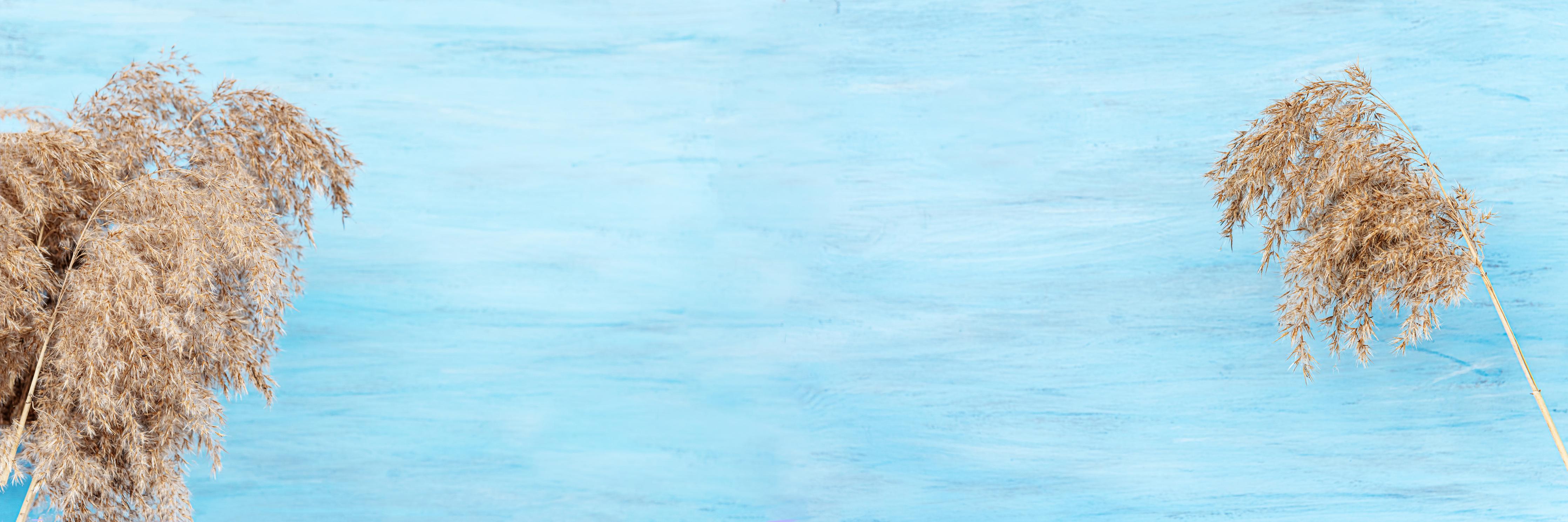 Küchenrückwand-Trockene Pflanzen über dem Meer