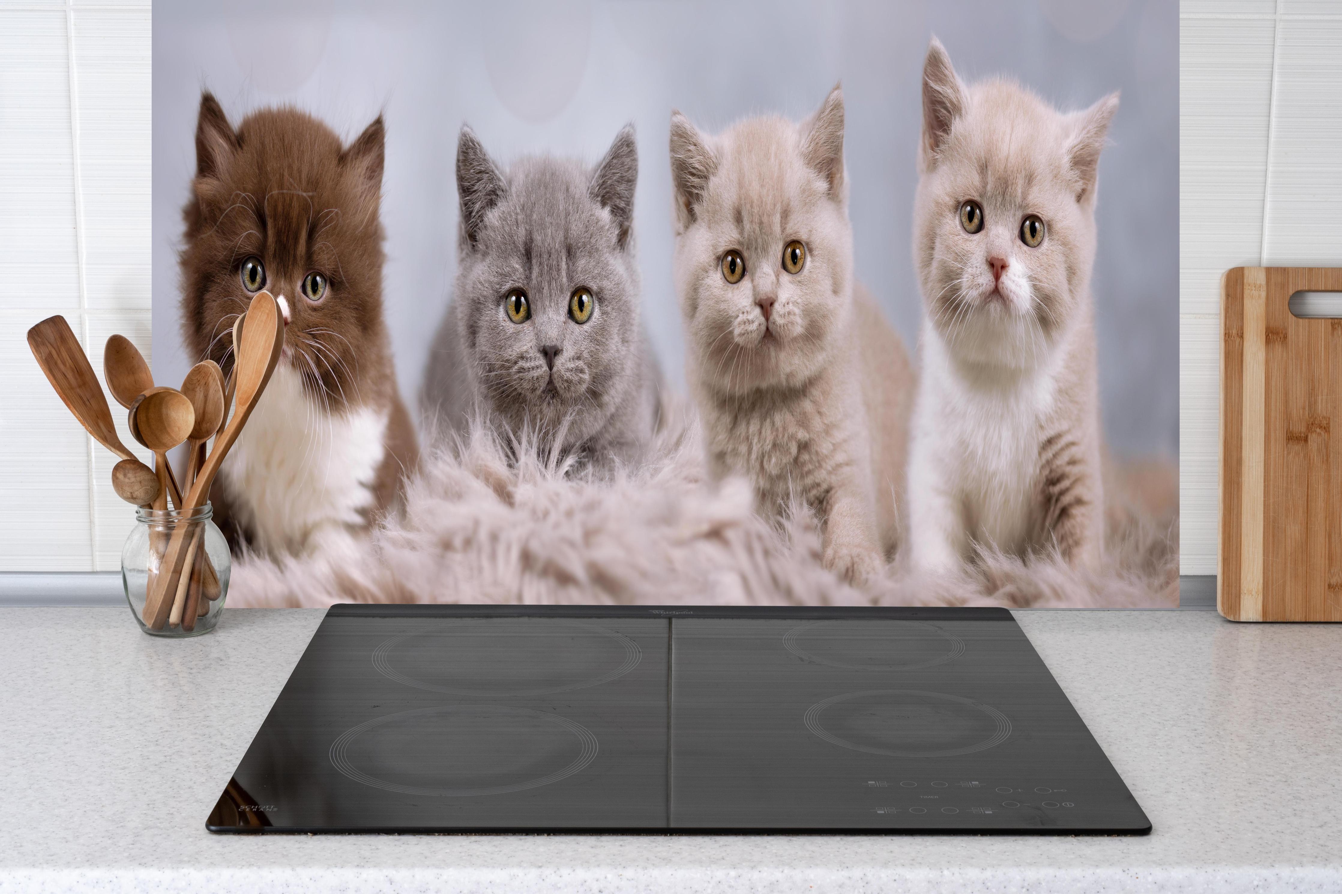 Küche - Vier süße Katzenbaby hinter weißen Hochglanz-Küchenregalen und schwarzem Wasserhahn