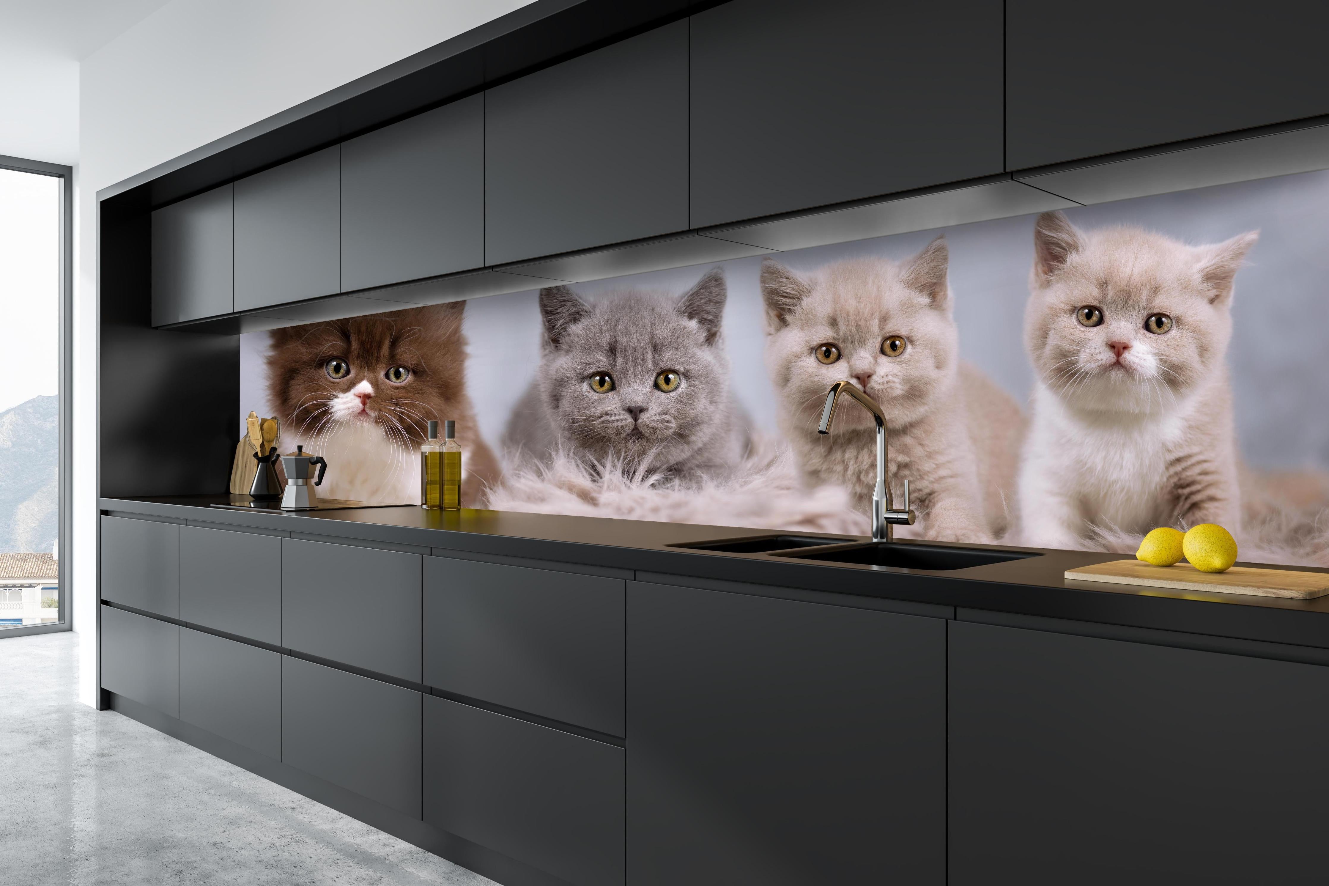 Küche - Vier süße Katzenbaby hinter weißen Hochglanz-Küchenregalen und schwarzem Wasserhahn