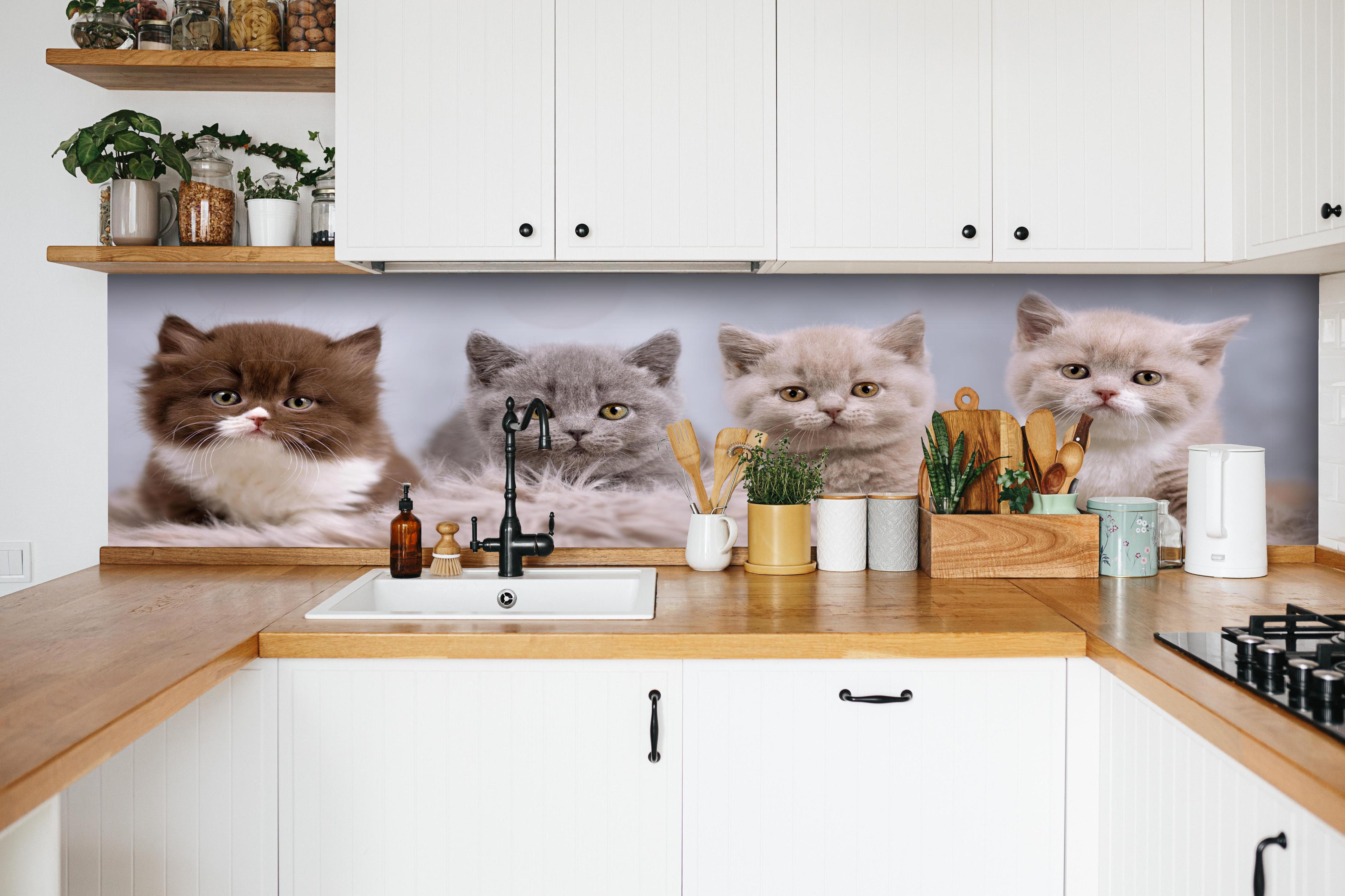 Küche - Vier süße Katzenbaby hinter weißen Hochglanz-Küchenregalen und schwarzem Wasserhahn