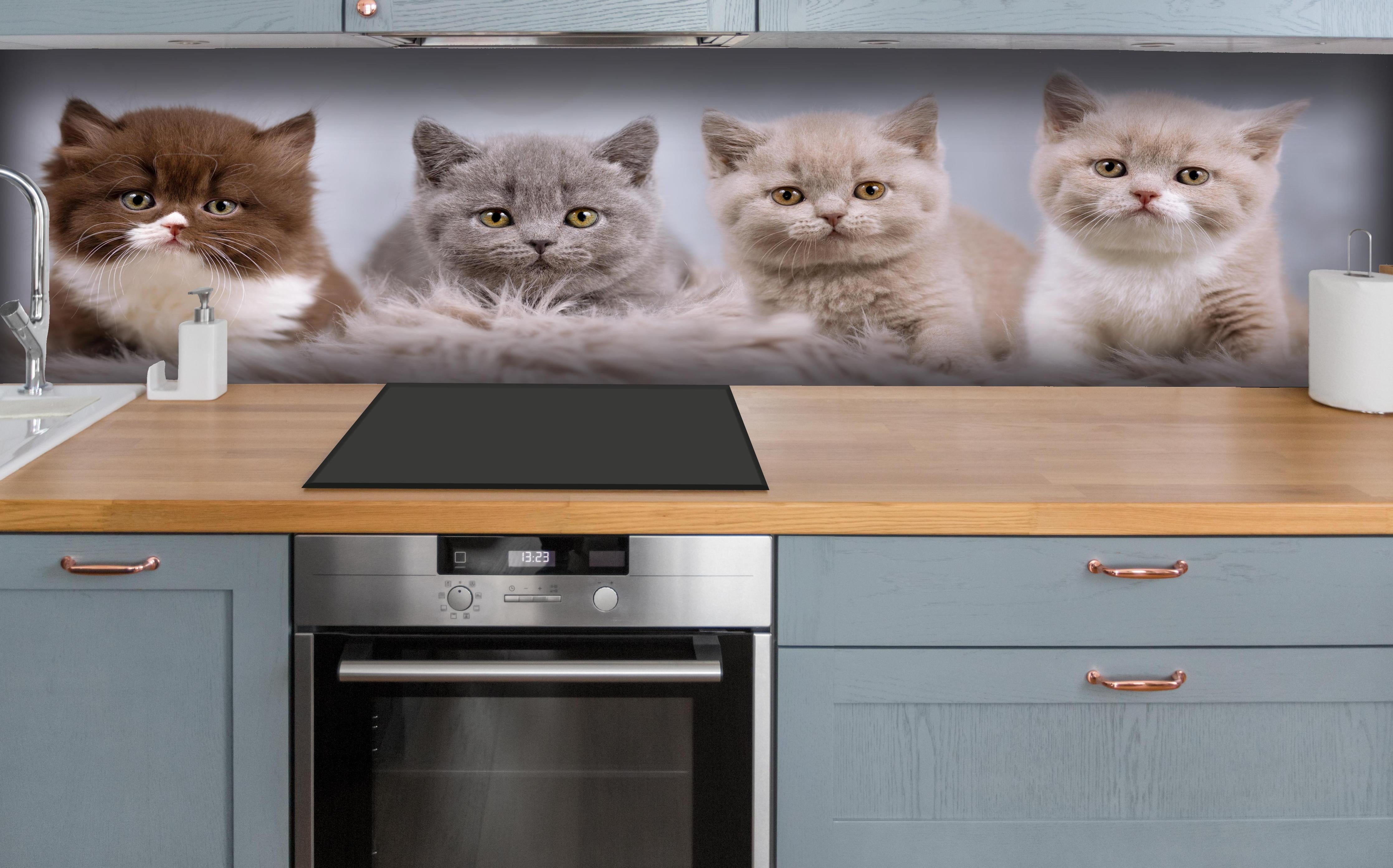 Küche - Vier süße Katzenbaby hinter weißen Hochglanz-Küchenregalen und schwarzem Wasserhahn