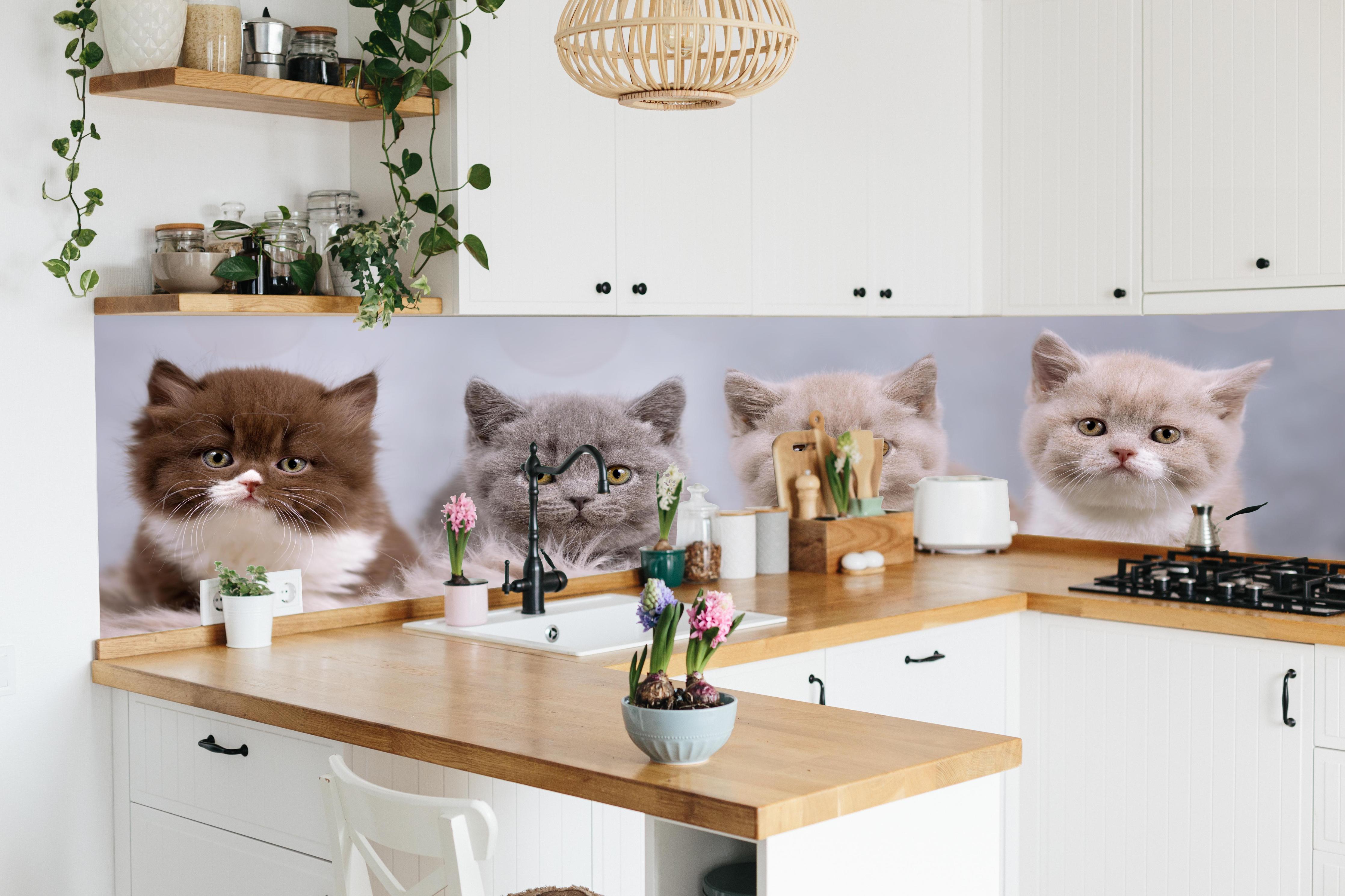 Küche - Vier süße Katzenbaby hinter weißen Hochglanz-Küchenregalen und schwarzem Wasserhahn