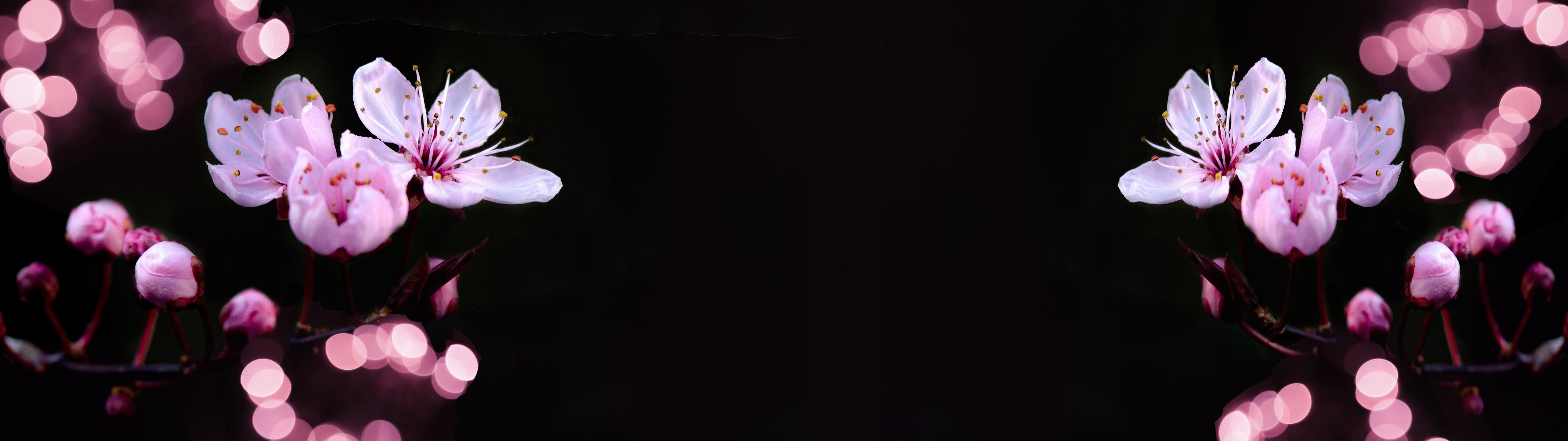 Küchenrückwand-Zarte Rosa Kirschblüten beleuchtet in Dunkelheit