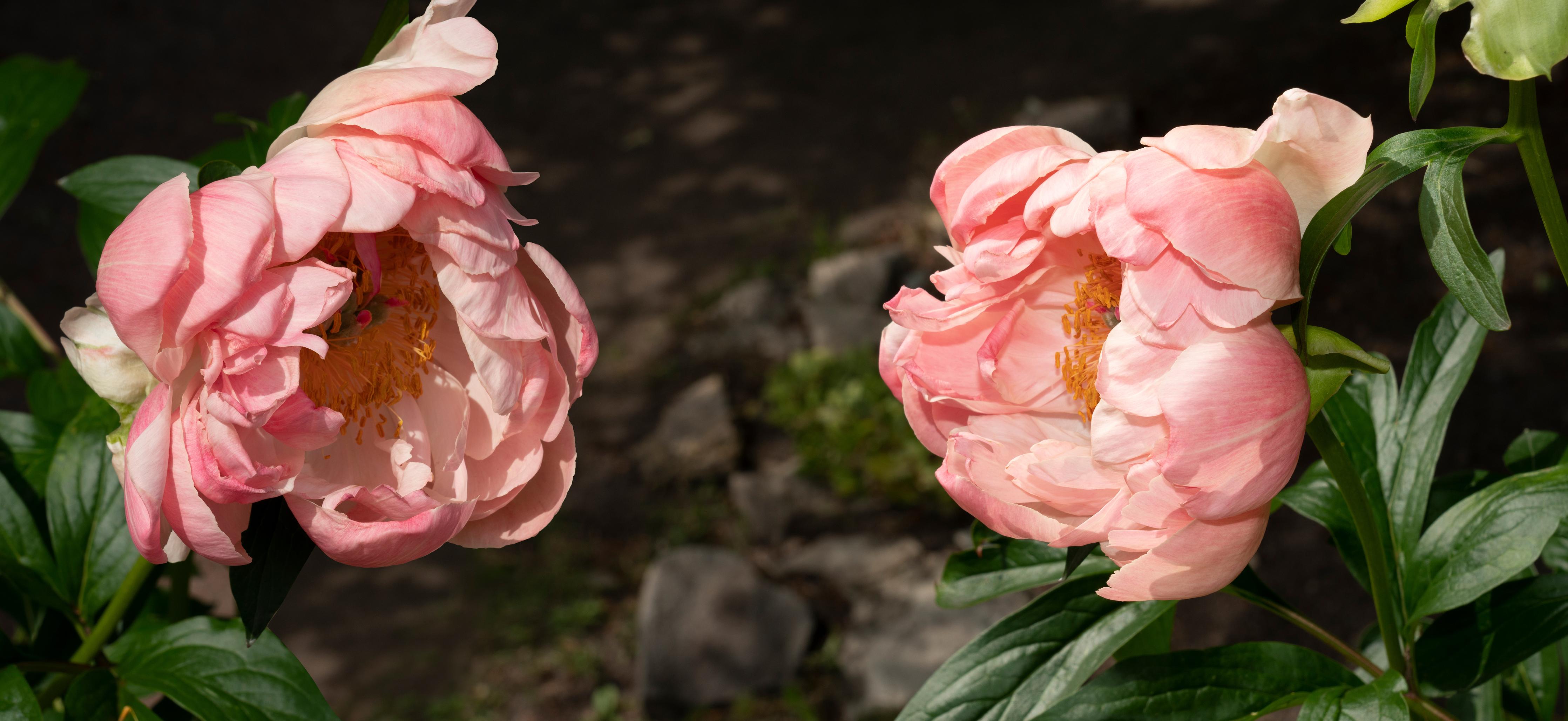 Küchenrückwand-Zwei rosa Pfingstrosen in einem alten Garten.