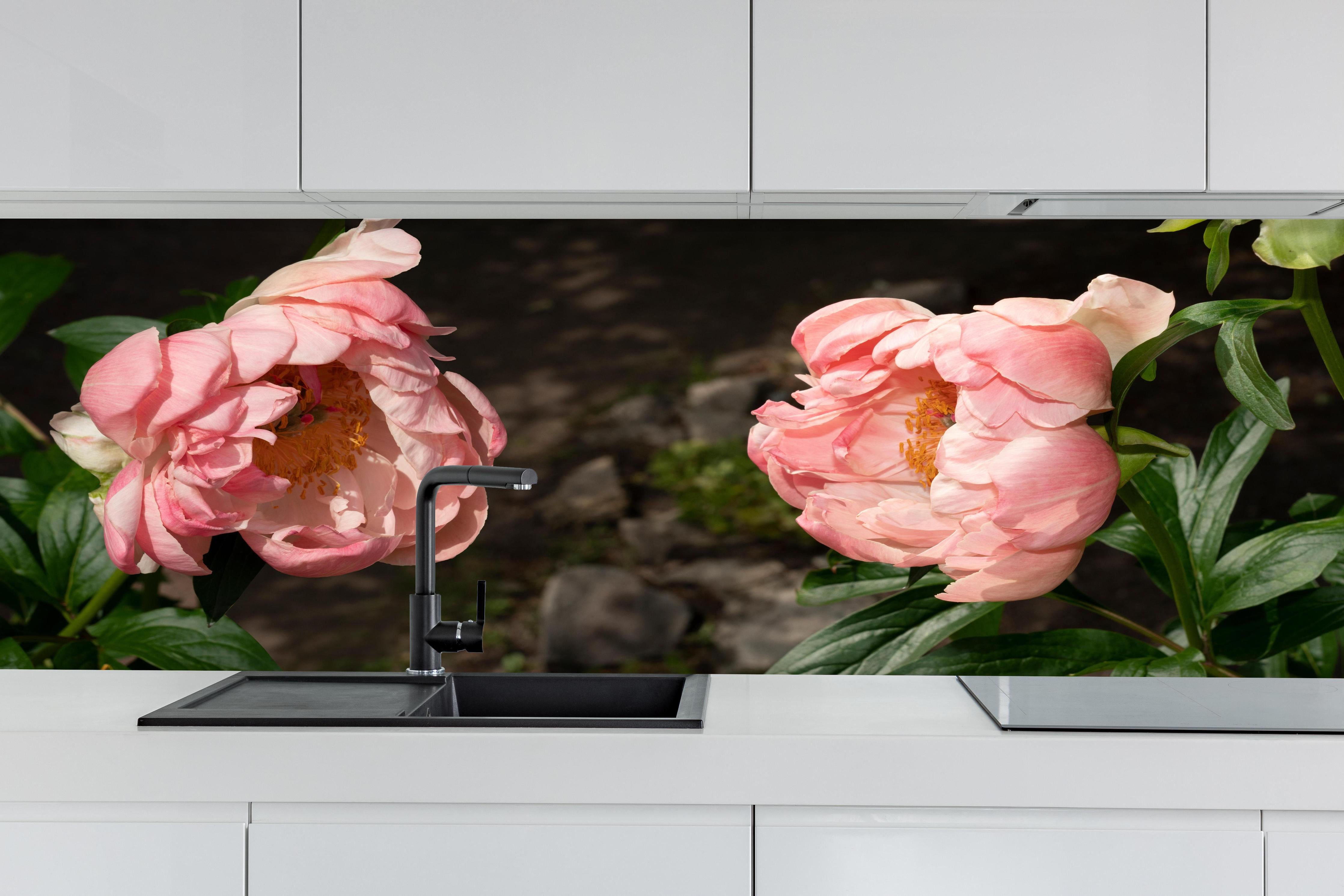 Küche - Zwei rosa Pfingstrosen in einem alten Garten. hinter weißen Hochglanz-Küchenregalen und schwarzem Wasserhahn