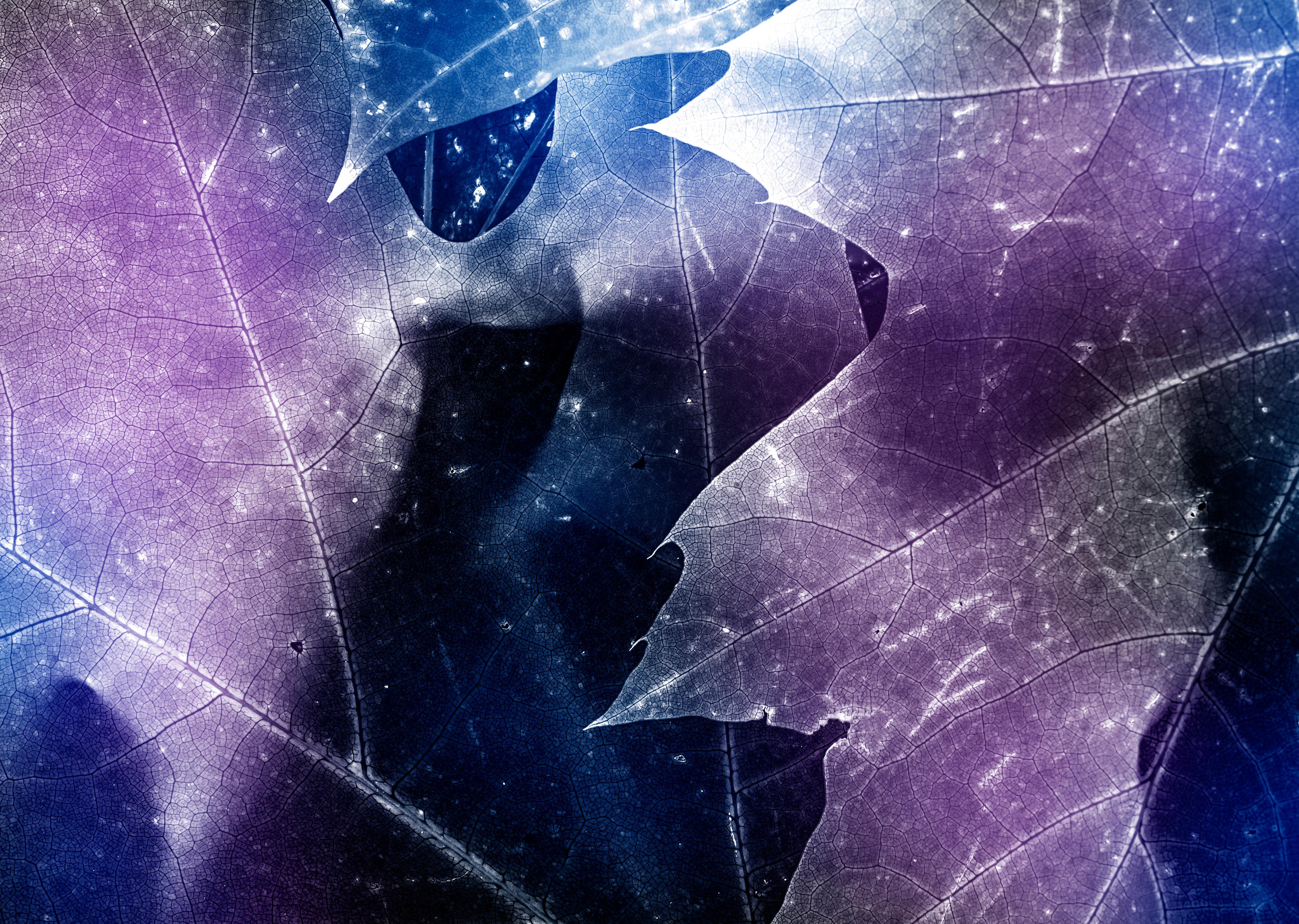 Spritzschutz-Abstrakte Blätterstruktur in Blau und Lila