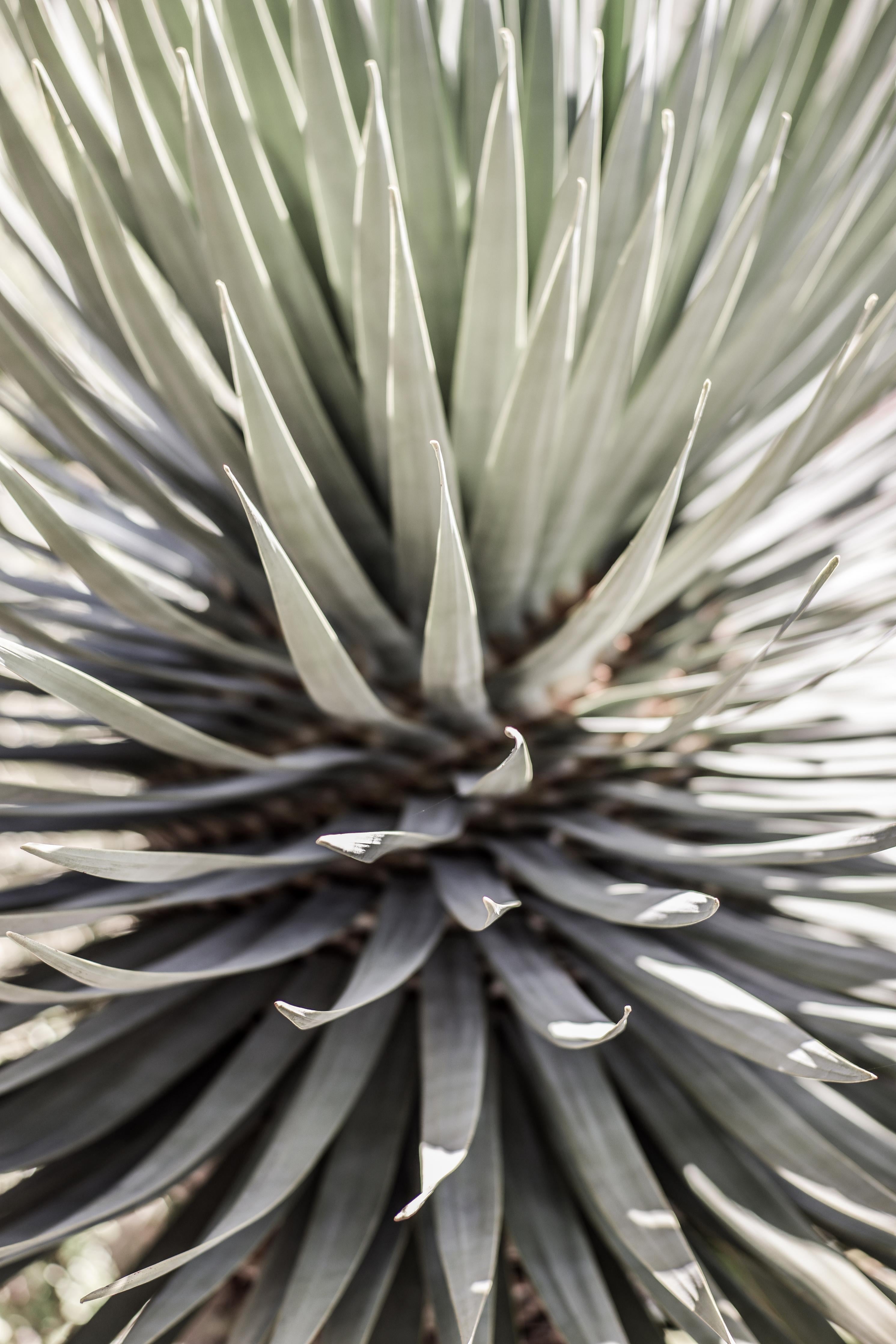 Spritzschutz-Abstrakte Grüne Agaven-Spitzen Nahaufnahme